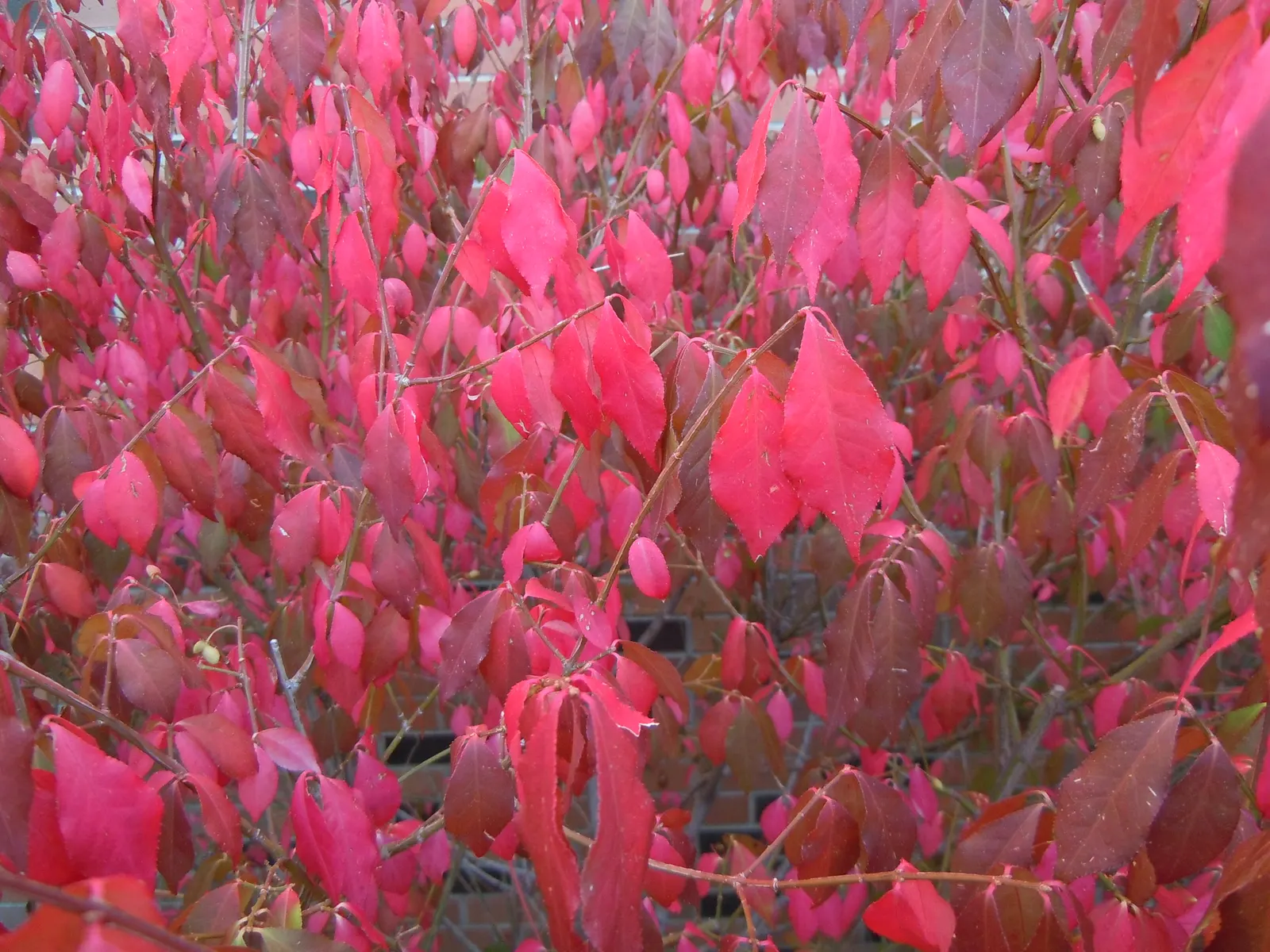 Winged Euonymus Or Burning Bush (Euonymus Alatus) — and while it can be pruned to shape; excellent for hedging or as a focal point in temperate, image 76