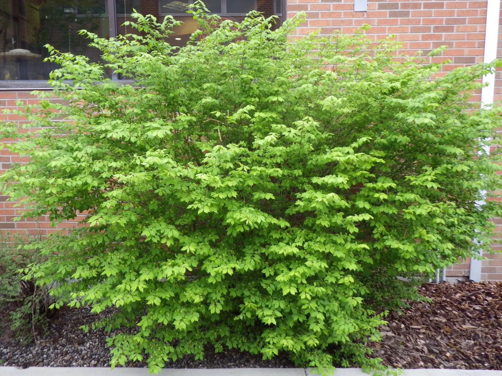 Winged Euonymus Or Burning Bush (Euonymus Alatus) — is renowned for its vivid fiery red foliage in autumn; and while it can be pruned to shape, image 61