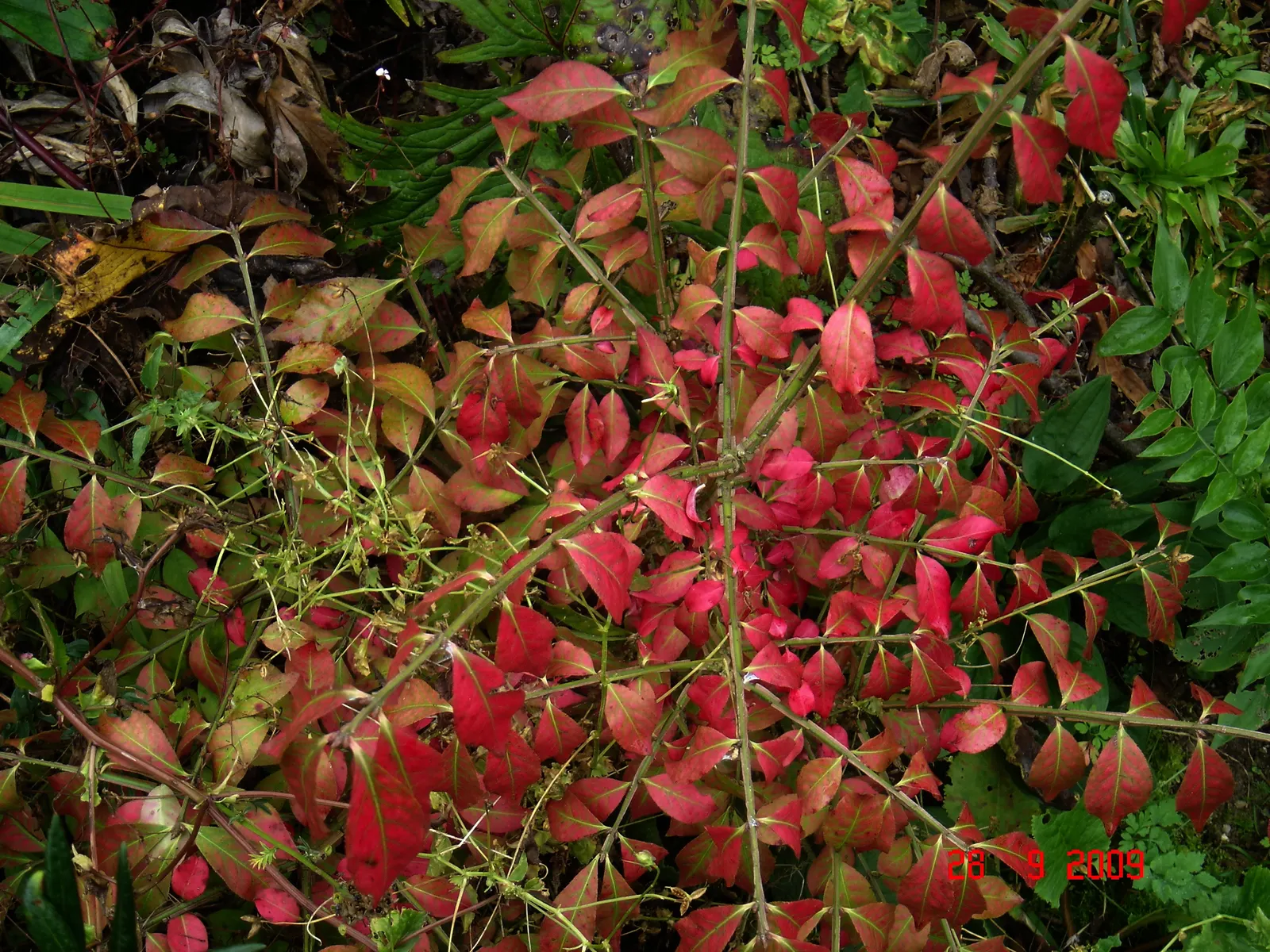 Winged Euonymus Or Burning Bush (Euonymus Alatus) — providing visual interest even in the dormant winter months; inconspicuous flowers give way to, image 70