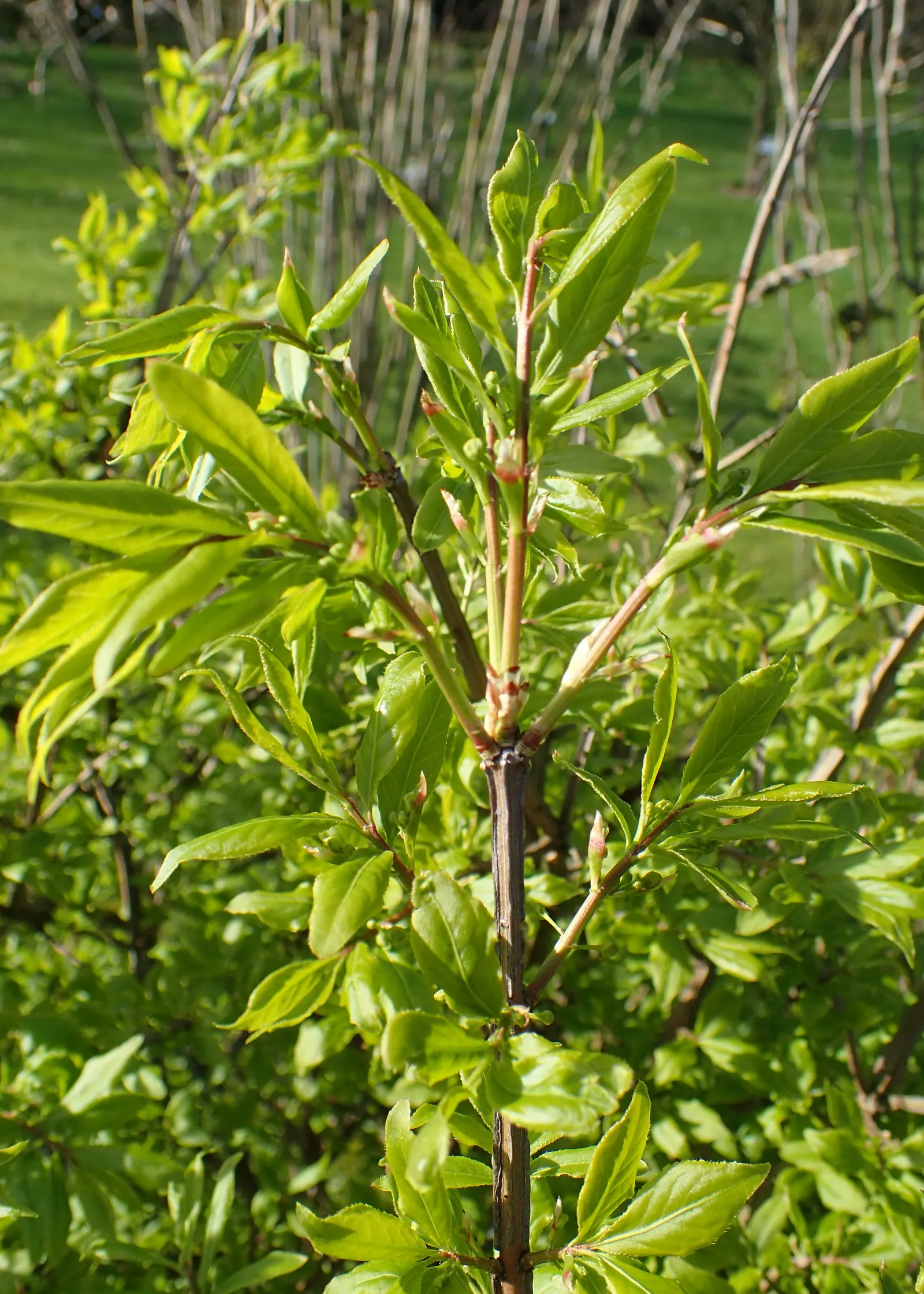 Winged Euonymus Or Burning Bush (Euonymus Alatus) — Plant in full sun to partial shade and well-drained soil; is renowned for its vivid fiery red, image 63