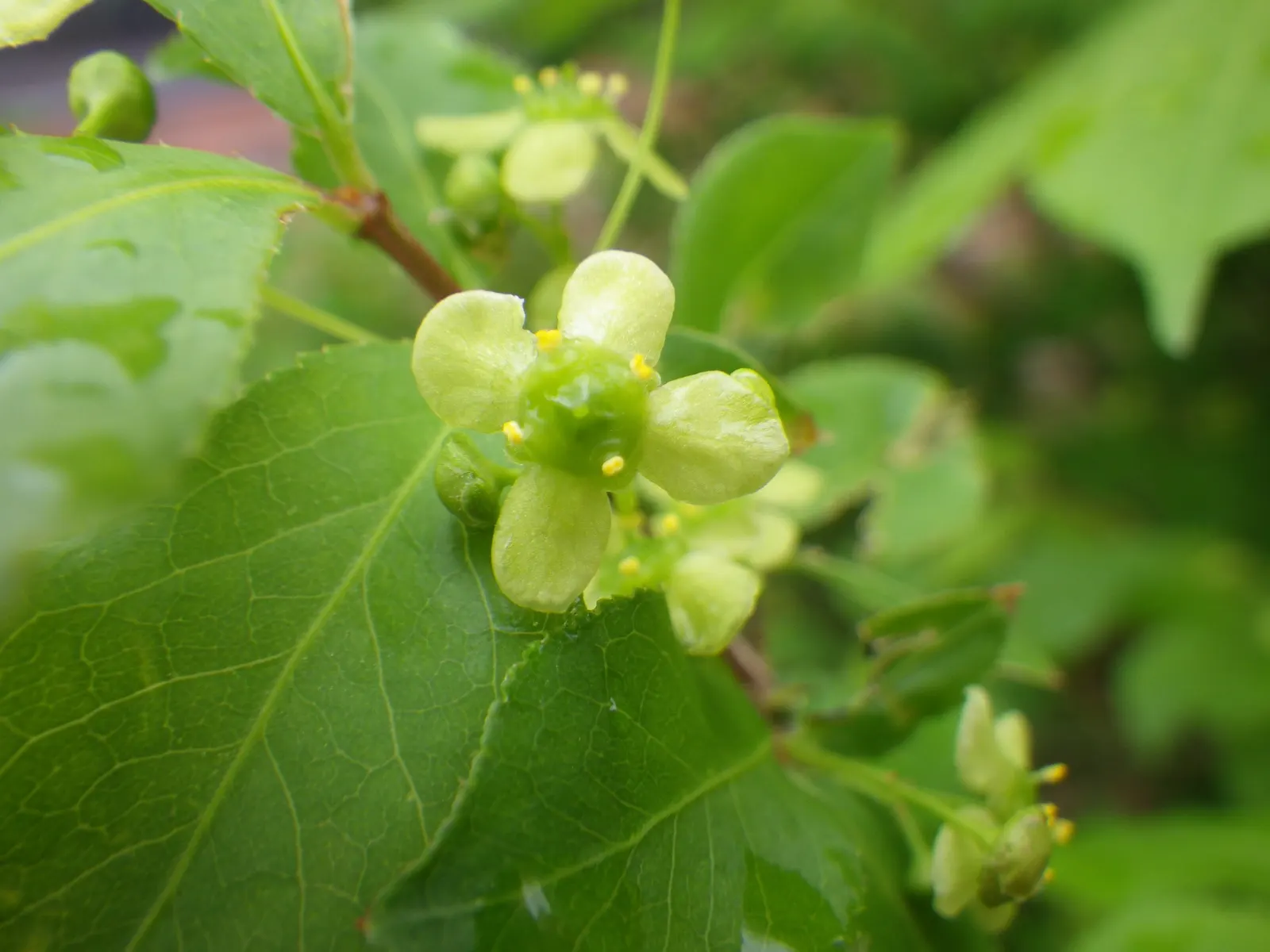 Winged Euonymus Or Burning Bush (Euonymus Alatus) — Its unique appeal is due to the "winged" appearance of its stems