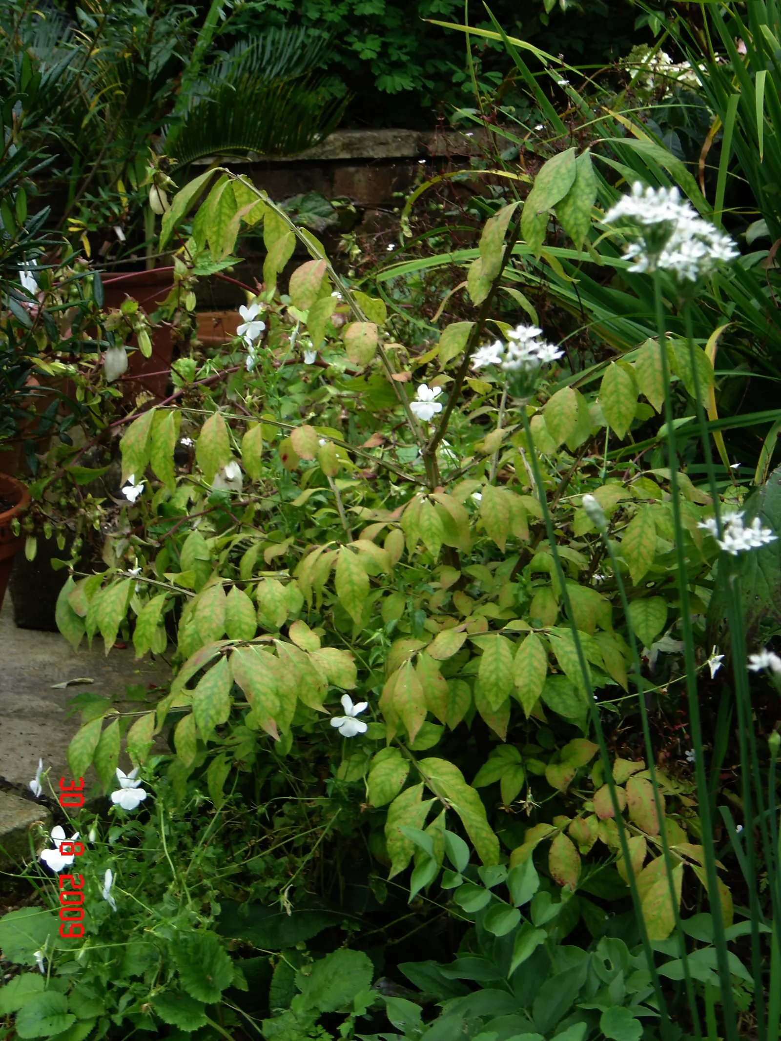 Winged Euonymus Or Burning Bush (Euonymus Alatus) — this plant should be afforded full to partial sunlight to encourage the most vibrant leaf color, image 44