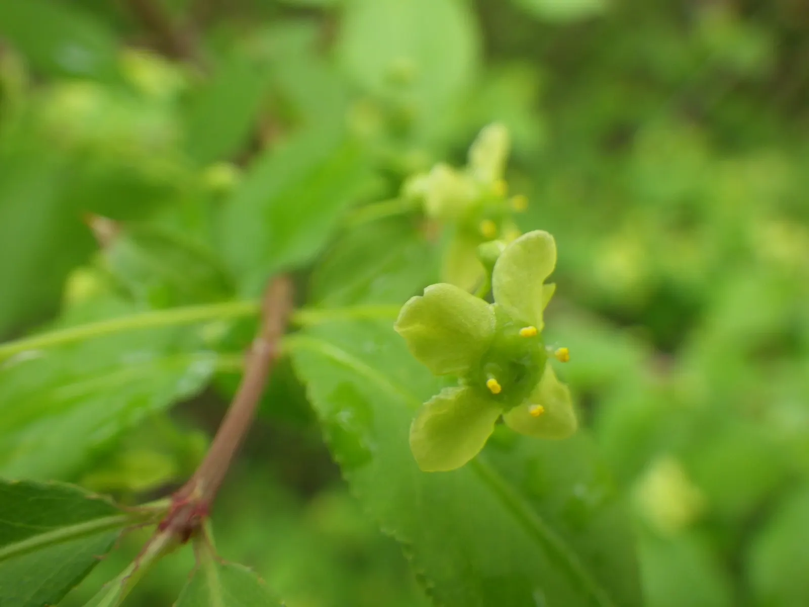 Winged Euonymus Or Burning Bush (Euonymus Alatus) — shrub with yellow blooms; care must be taken to not prune it heavily