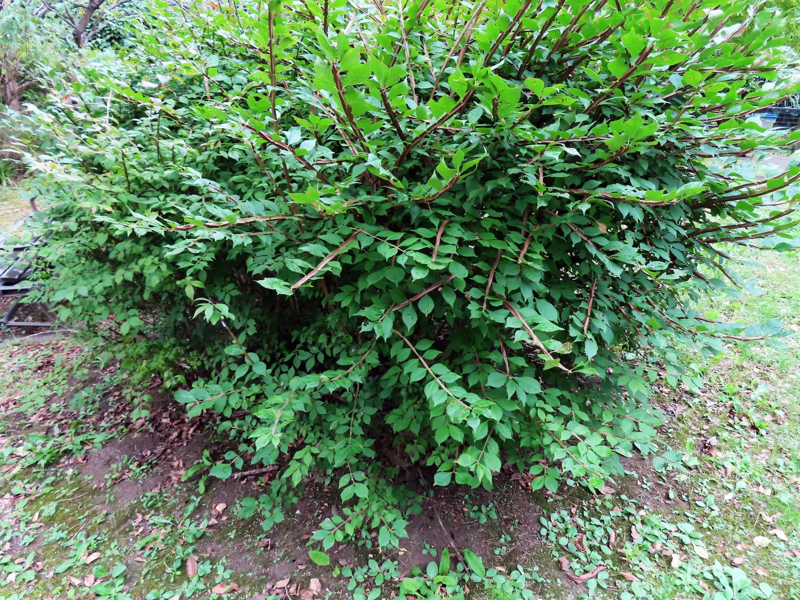 Winged Euonymus Or Burning Bush (Euonymus Alatus) — Minimal maintenance required; prune to shape and control size; its unique appeal is due to the, image 93