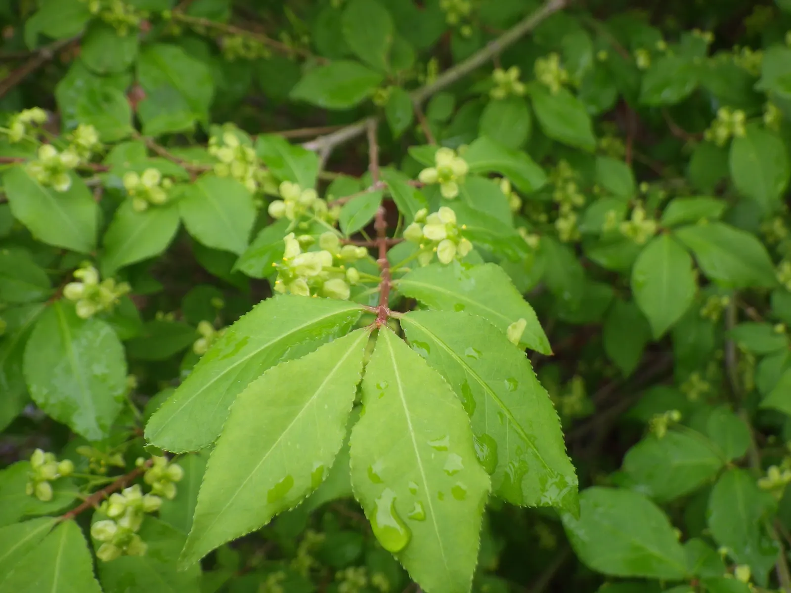 Winged Euonymus Or Burning Bush (Euonymus Alatus) — It adapts to a variety of soil types but thrives in well-drained