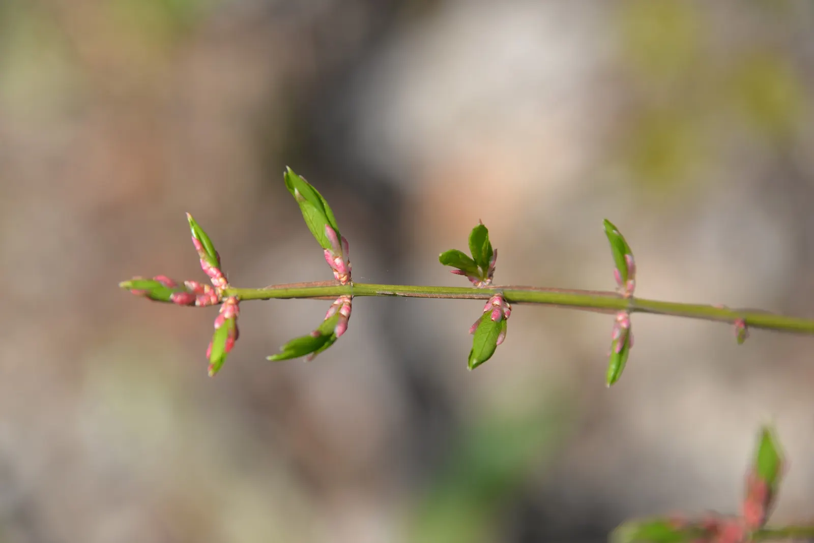 Winged Euonymus Or Burning Bush (Euonymus Alatus) — care must be taken to not prune it heavily; forming a dense and rounded silhouette.<br><br>When, image 77