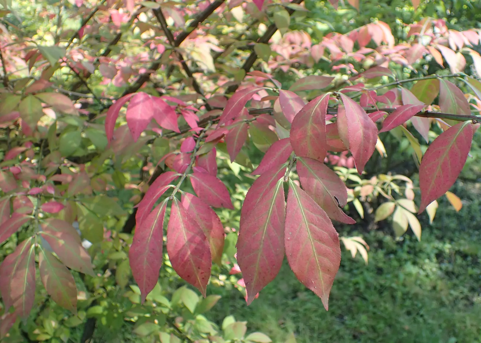 Winged Euonymus Or Burning Bush (Euonymus Alatus) — It adapts to a variety of soil types but thrives in well-drained; the shrub\'s leaves are a lush green