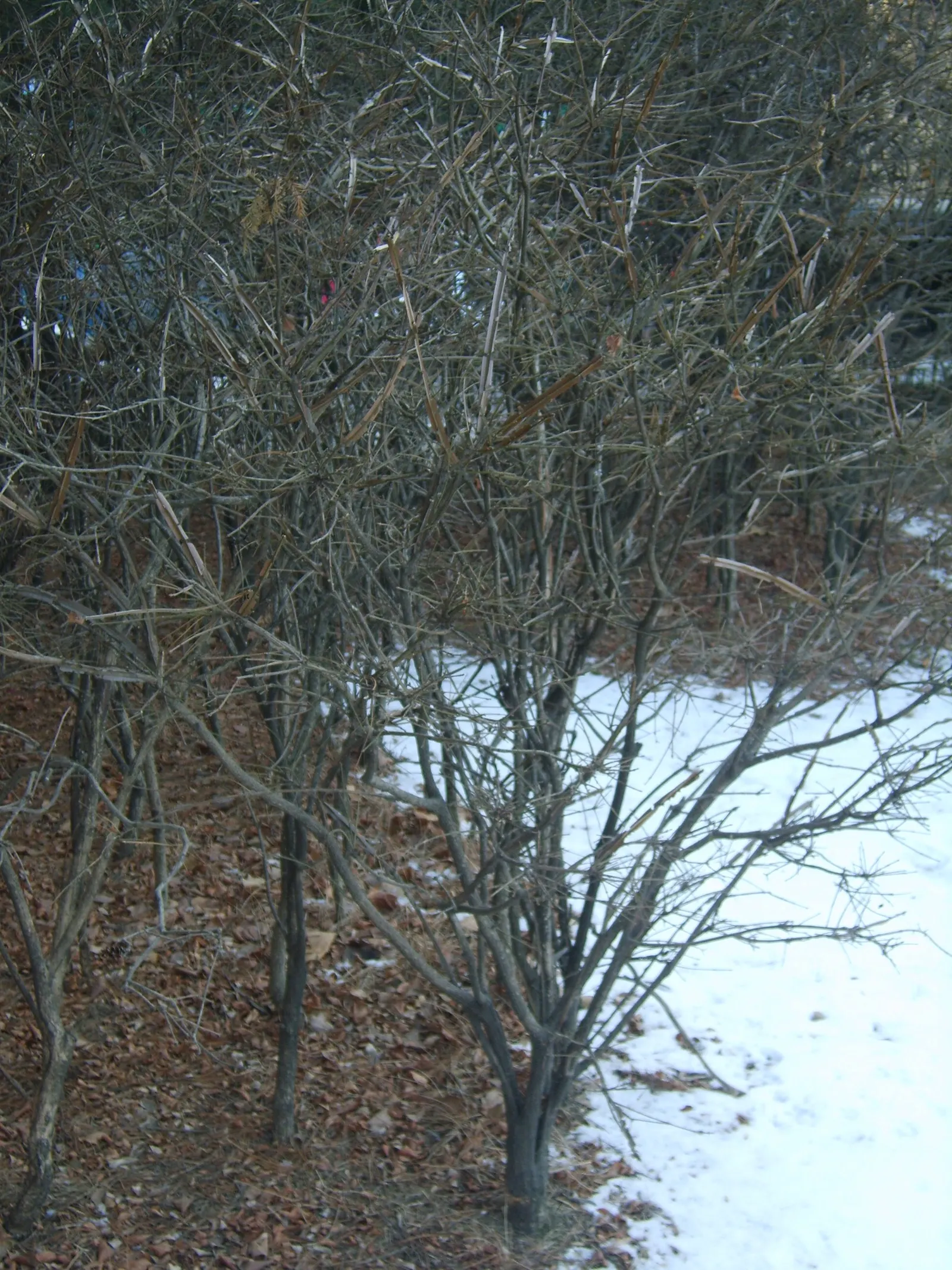 Winged Euonymus Or Burning Bush (Euonymus Alatus) — Winged Euonymus (Euonymus alatus); this deciduous shrub with unique corky 'wings' on its, image 88