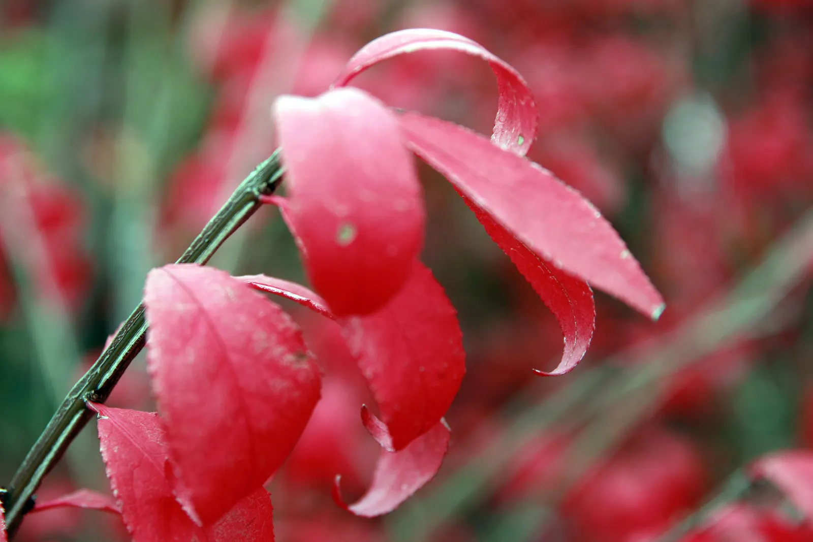 Winged Euonymus Or Burning Bush (Euonymus Alatus) — yellow flowers in the garden; providing visual interest even in the dormant winter months, image 85