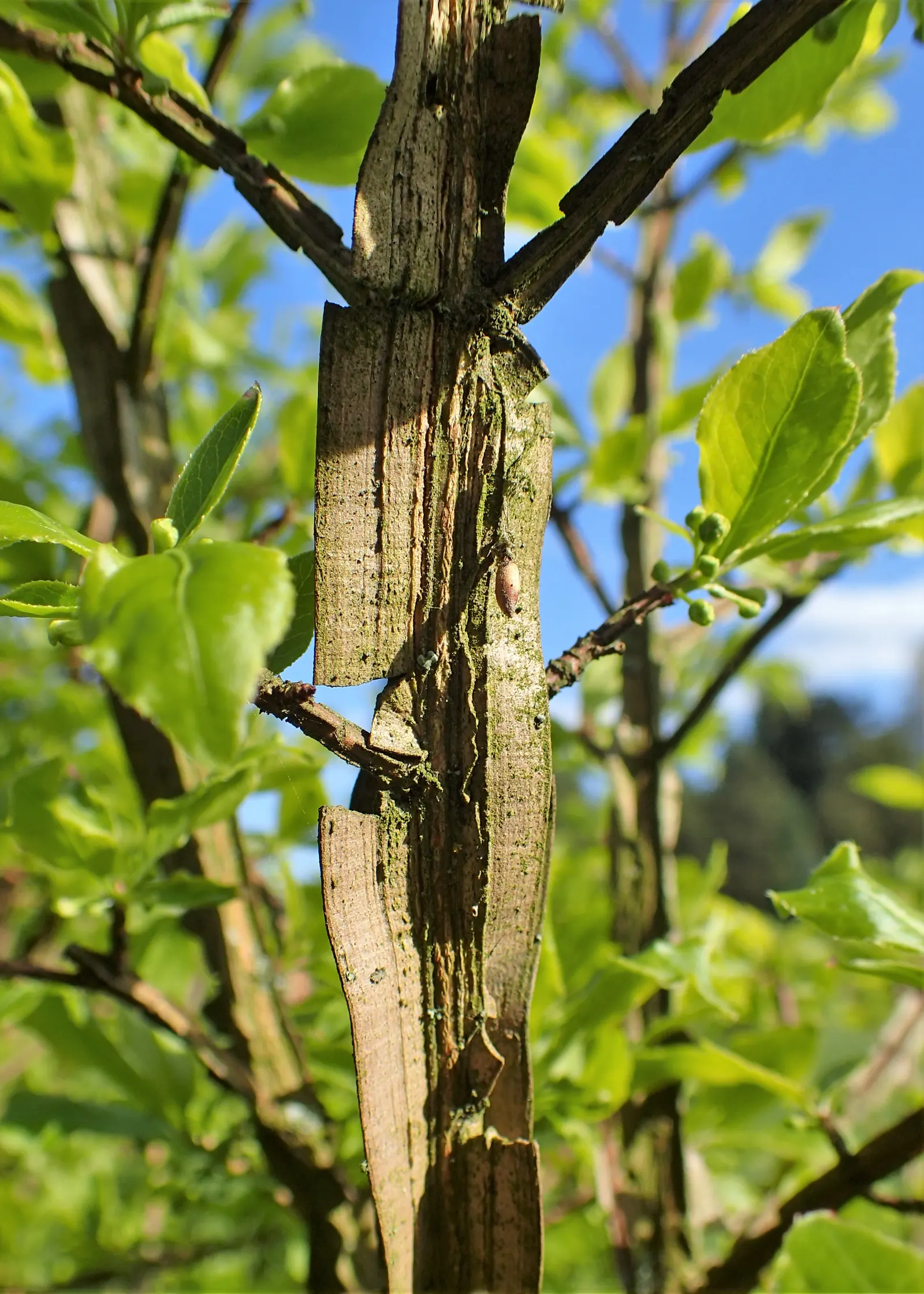 Winged Euonymus Or Burning Bush (Euonymus Alatus) — Spring is the best time for pruning activities.<br><br>In the growing season; shrub with yellow blooms