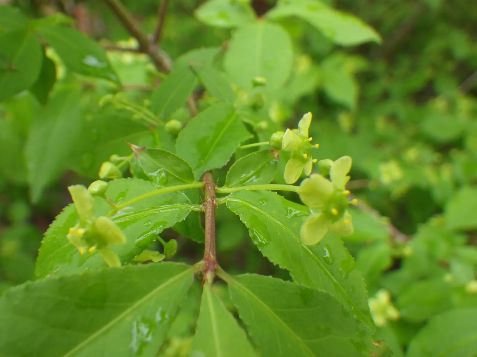 Winged Euonymus Or Burning Bush (Euonymus Alatus) — and while it can be pruned to shape