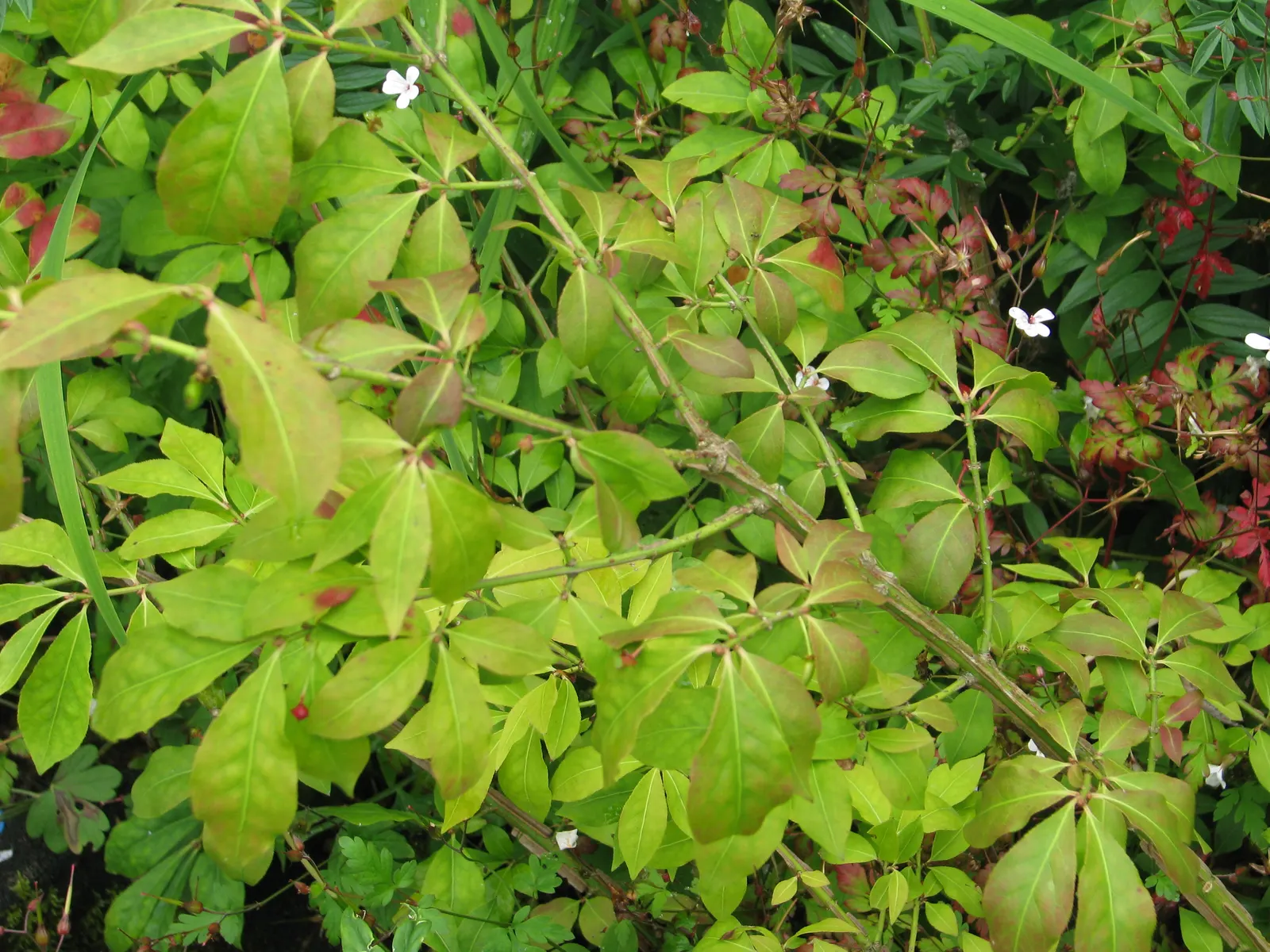 Winged Euonymus Or Burning Bush (Euonymus Alatus) — Minimal maintenance required; prune to shape and control size
