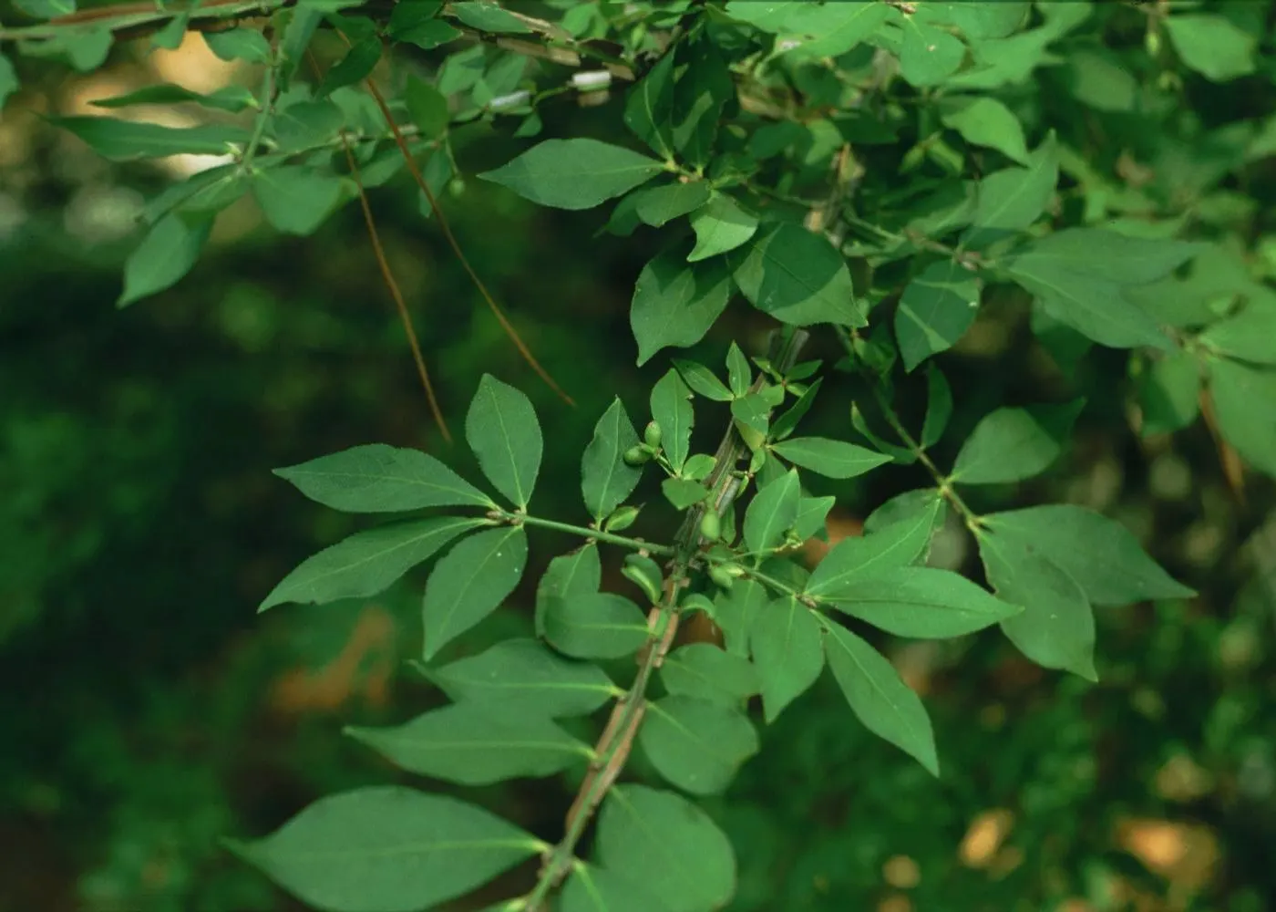 Winged Euonymus Or Burning Bush (Euonymus Alatus) — forming a dense and rounded silhouette.<br><br>When integrating into landscape designs; also, image 72