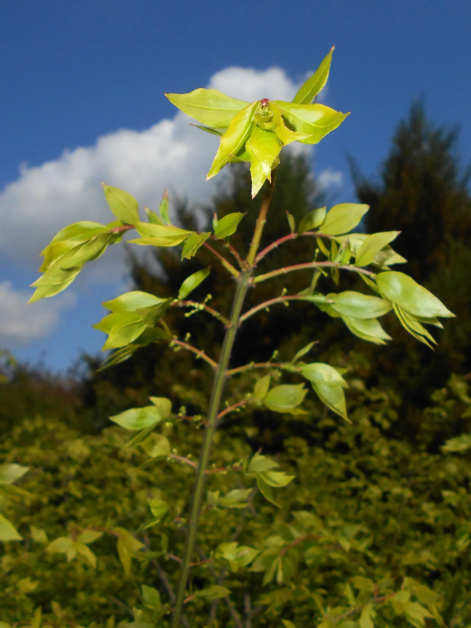 Winged Euonymus Or Burning Bush (Euonymus Alatus) — It\'s important for designers to consider its potential to spread