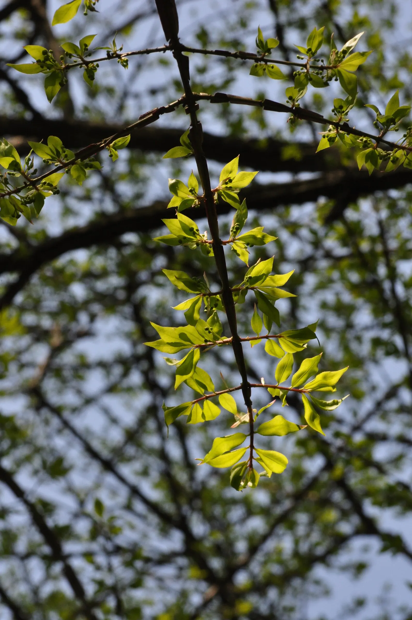 Winged Euonymus Or Burning Bush (Euonymus Alatus) — and clients should be aware that it is regarded as invasive in some regions; yellow flowers in, image 83