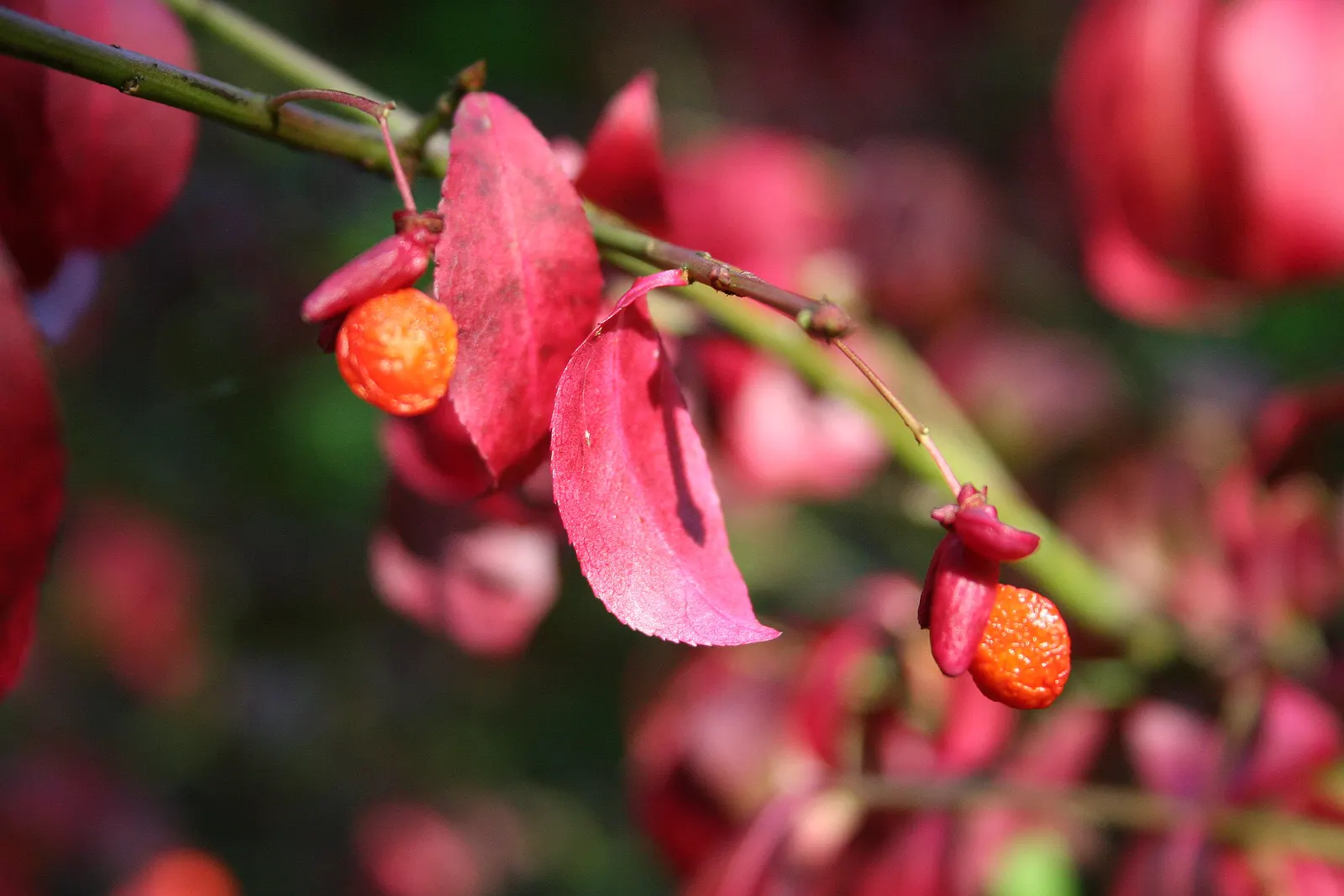 Winged Euonymus Or Burning Bush (Euonymus Alatus) — also revered as the Burning Bush (Euonymus alatus)