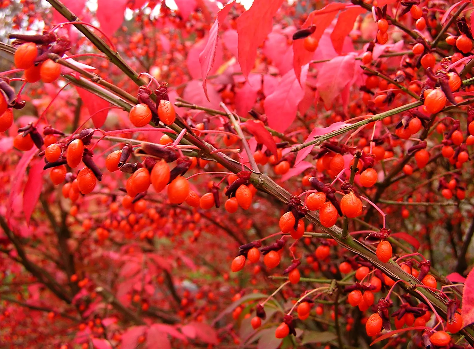 Winged Euonymus Or Burning Bush (Euonymus Alatus) — the shrub\'s leaves are a lush green
