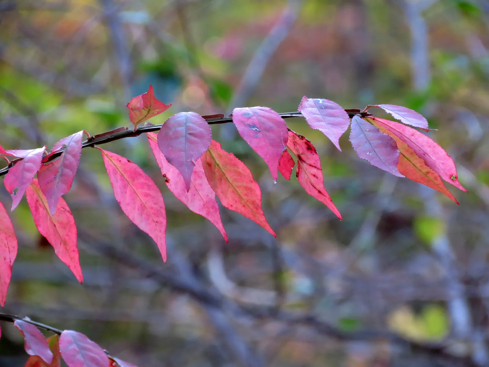 Winged Euonymus Or Burning Bush (Euonymus Alatus) — is a deciduous shrub renowned for its fiery red foliage in the fall; commonly known as Burning Bush