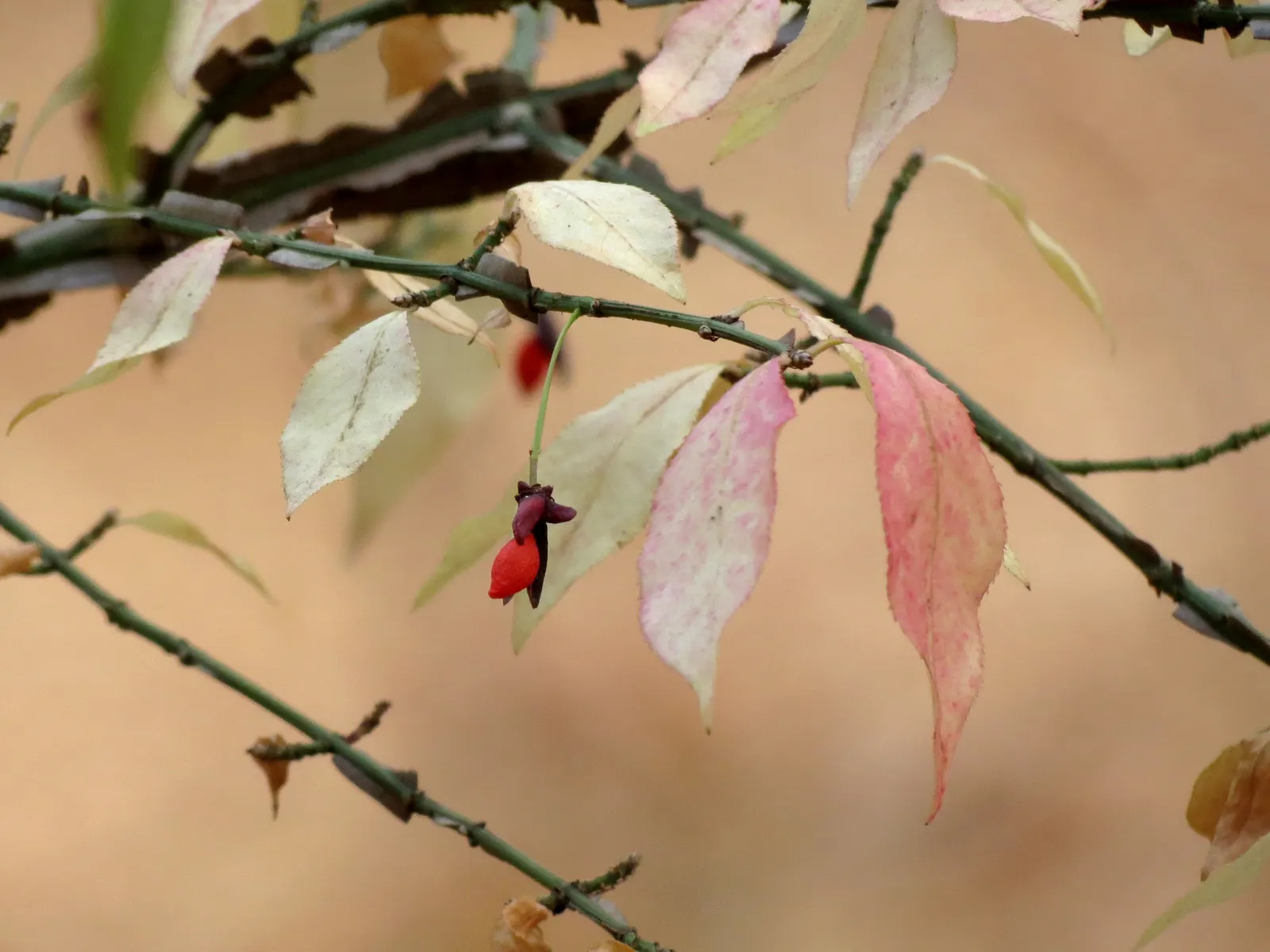 Winged Euonymus Or Burning Bush (Euonymus Alatus) — forming a dense and rounded silhouette.<br><br>When integrating into landscape designs; also revered as the