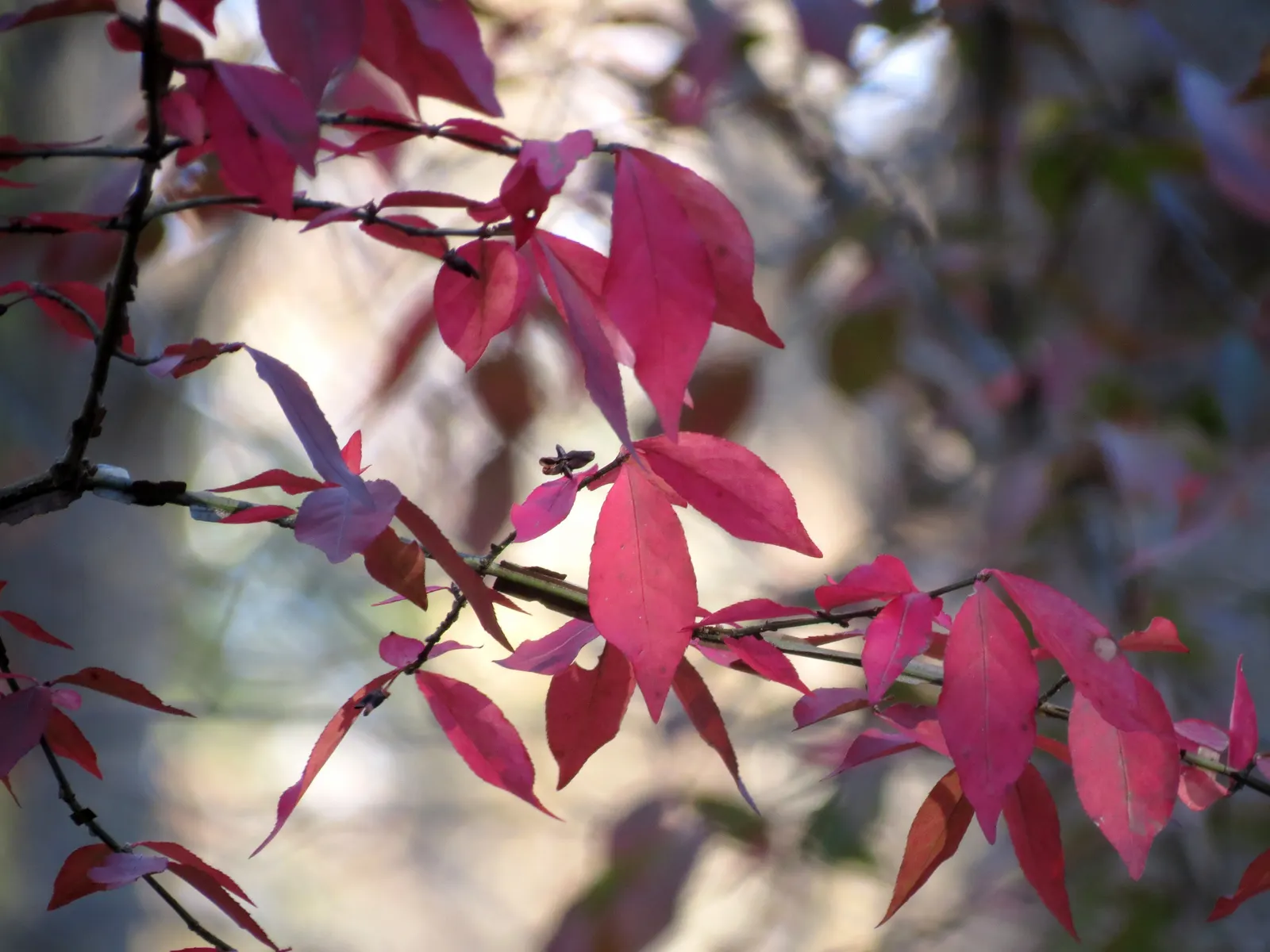 Winged Euonymus Or Burning Bush (Euonymus Alatus) — is renowned for its vivid fiery red foliage in autumn; and while it can be pruned to shape, image 90
