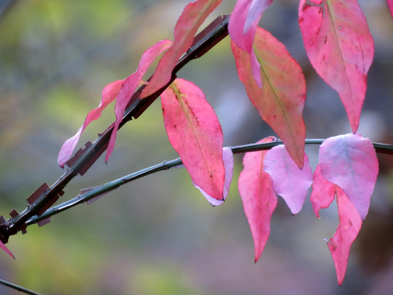 Winged Euonymus Or Burning Bush (Euonymus Alatus) — and clients should be aware that it is regarded as invasive in some regions; yellow flowers in the garden