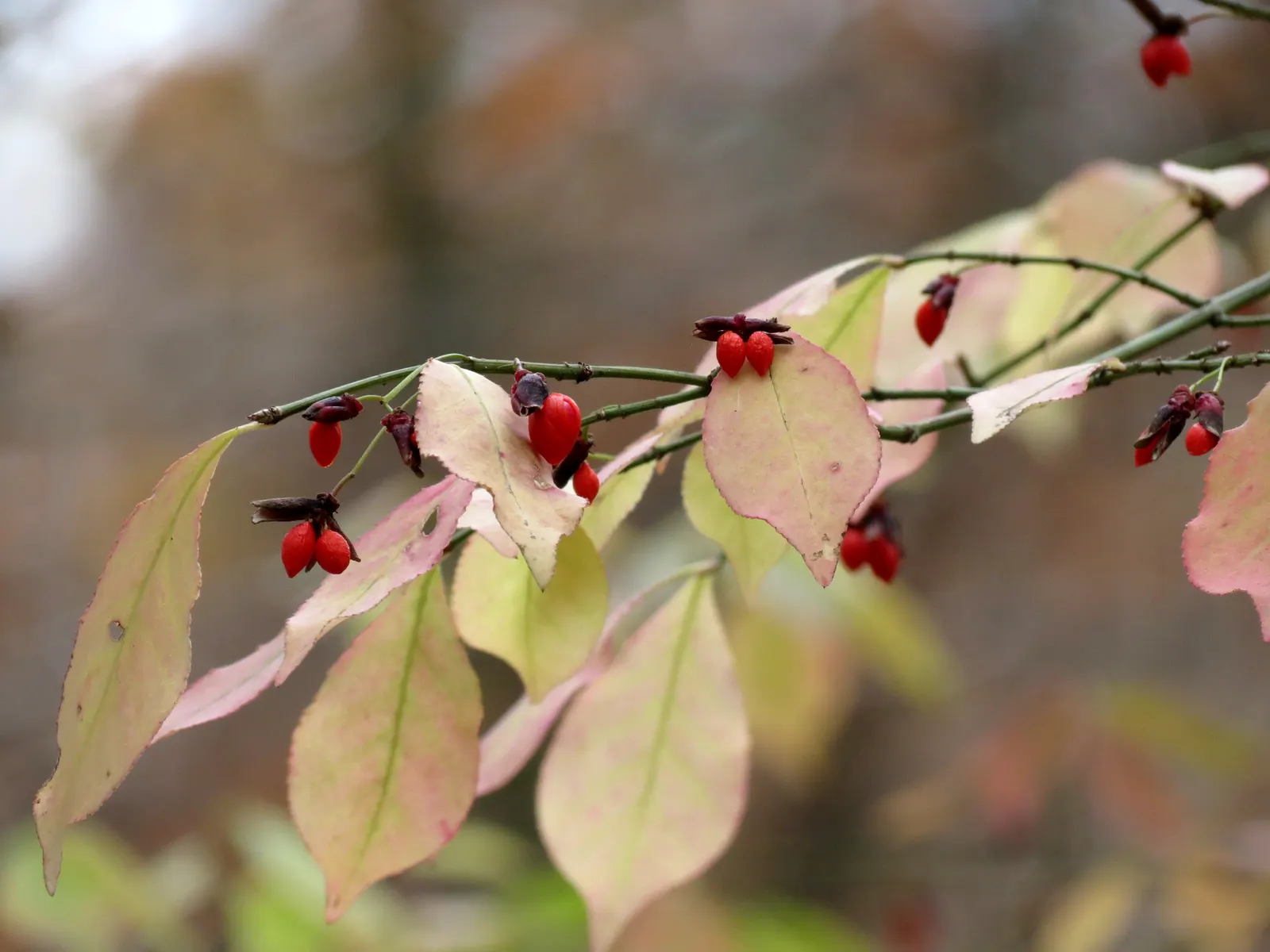 Winged Euonymus Or Burning Bush (Euonymus Alatus) — which feature corky ridges; it adapts to a variety of soil types but thrives in well-drained