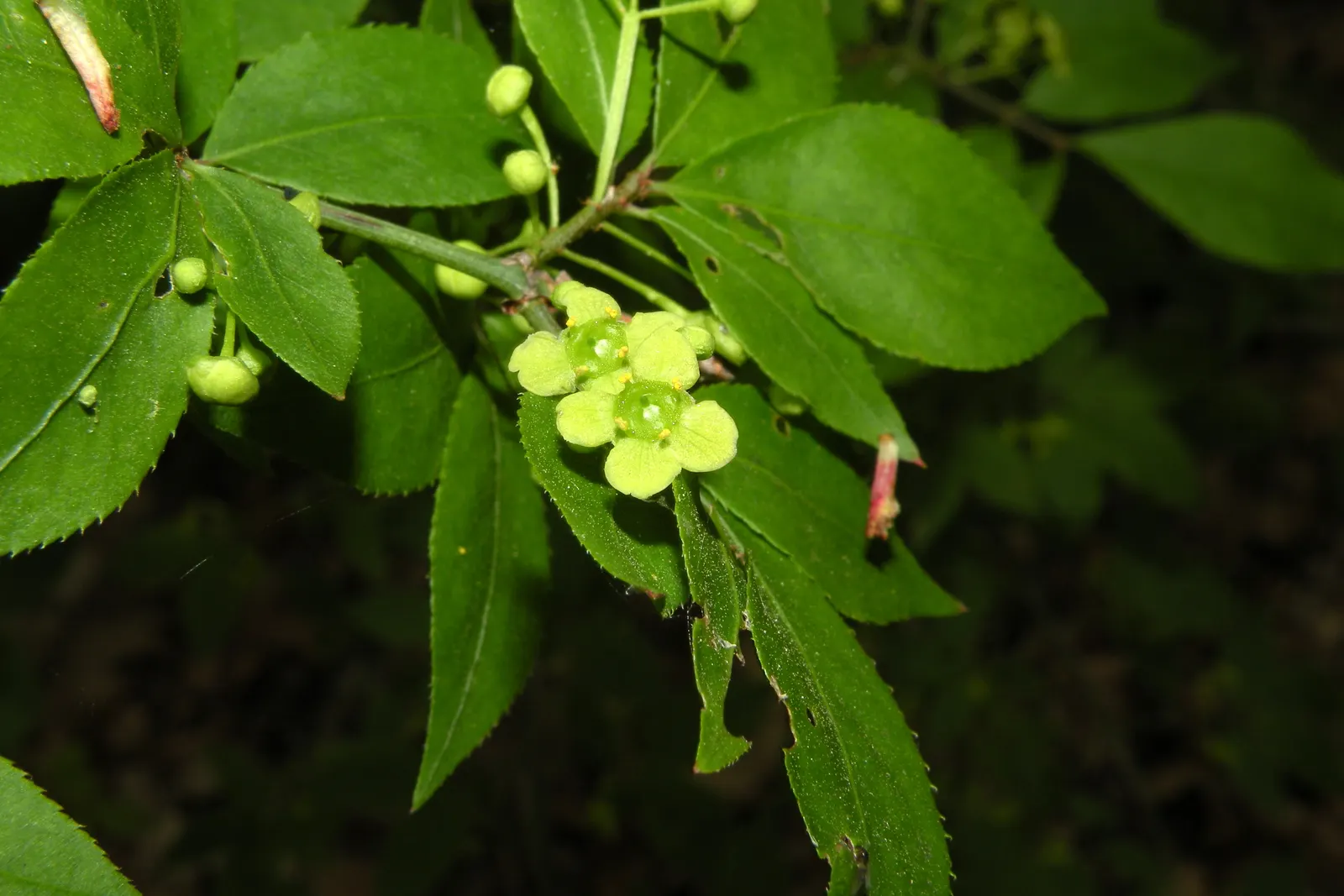 Winged Euonymus Or Burning Bush (Euonymus Alatus) — requiring responsible management; plant in full sun to partial shade and well-drained soil, image 84