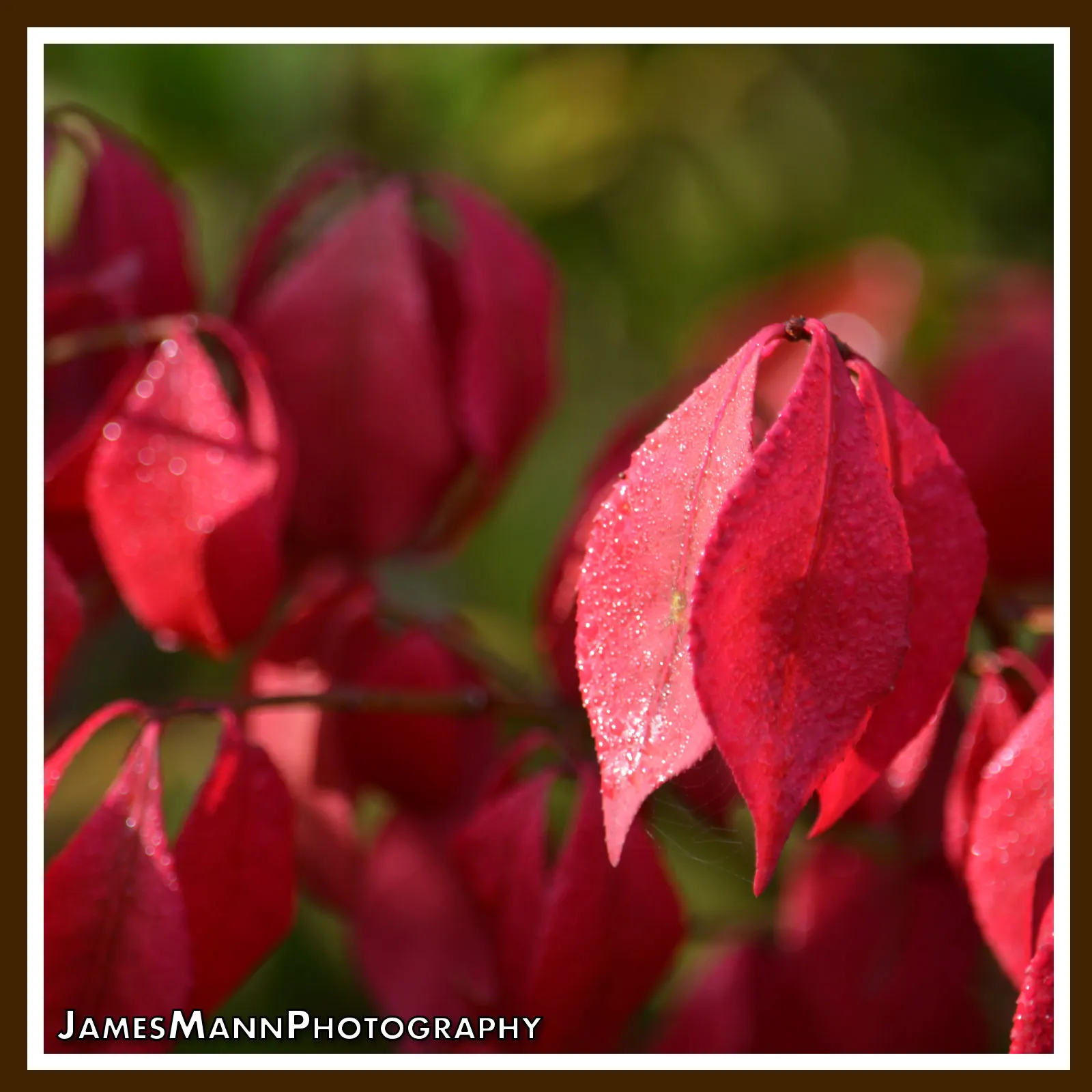 Winged Euonymus Or Burning Bush (Euonymus Alatus) — shrub for full or half
