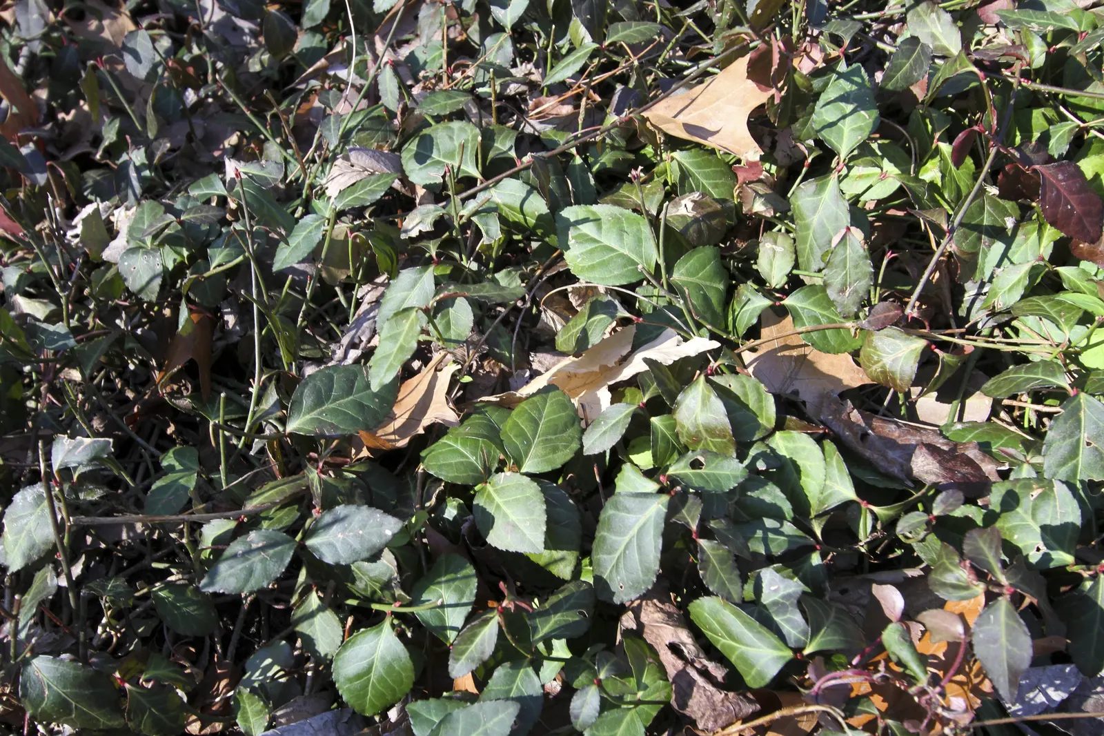 Winged Euonymus Or Burning Bush (Euonymus Alatus) — commonly known as Burning Bush; which feature corky ridges, image 89