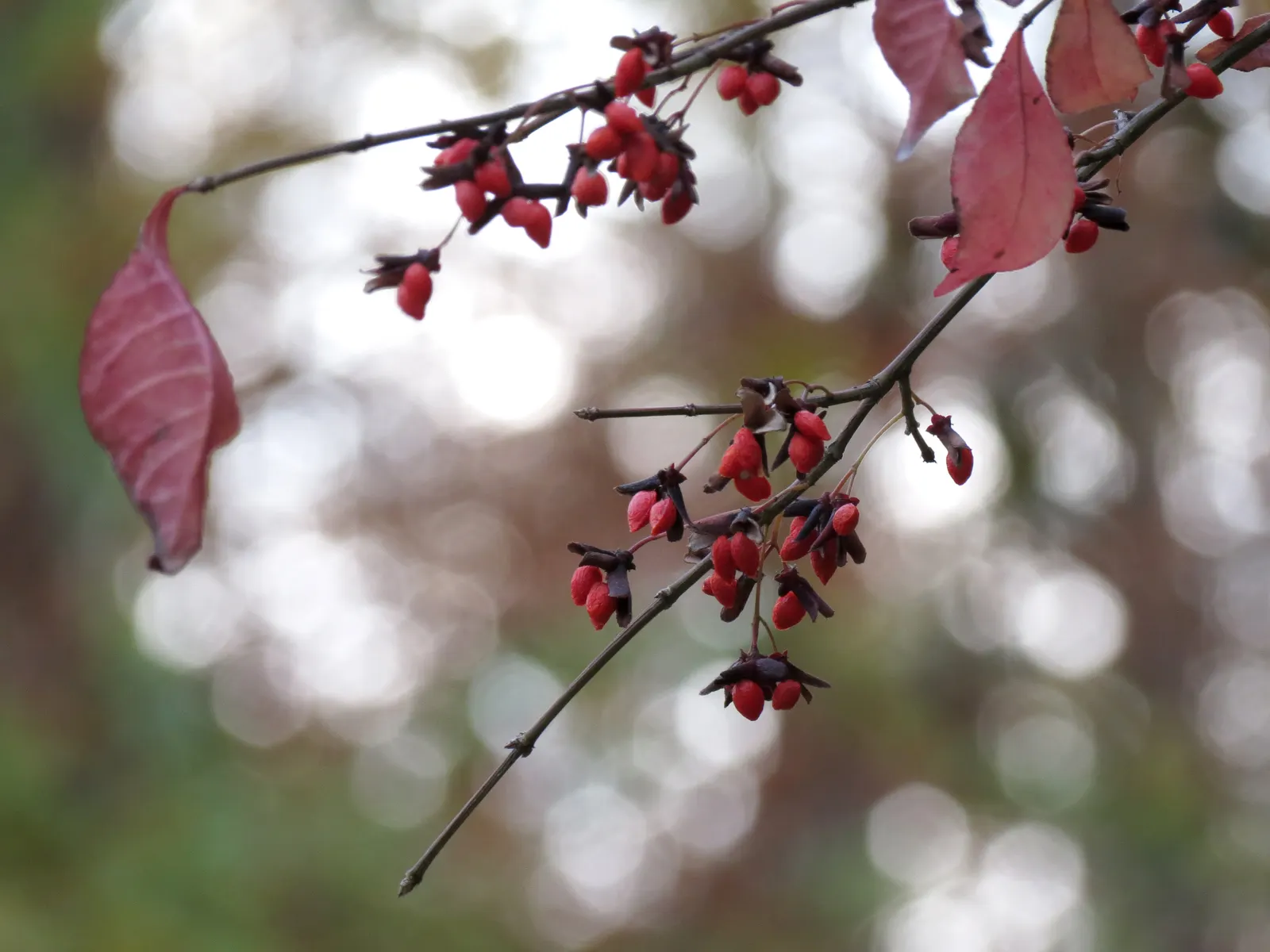 Winged Euonymus Or Burning Bush (Euonymus Alatus) — commonly known as Burning Bush