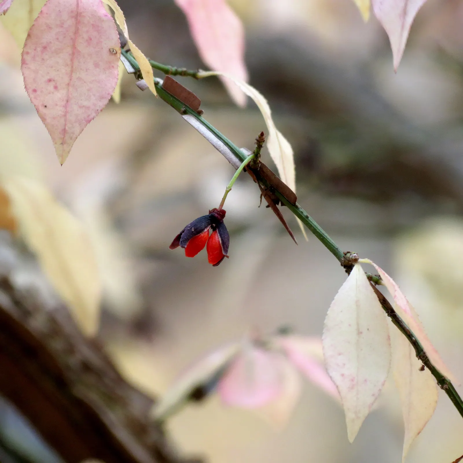 Winged Euonymus Or Burning Bush (Euonymus Alatus) — which may impede its spectacular fall display