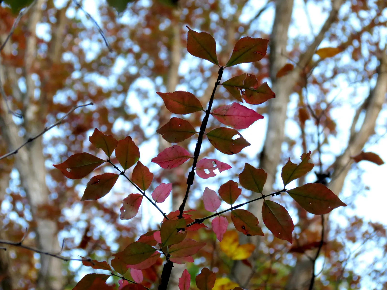 Winged Euonymus Or Burning Bush (Euonymus Alatus) — This deciduous shrub with unique corky 'wings' on its branches reaches up to 15 feet tall and, image 62