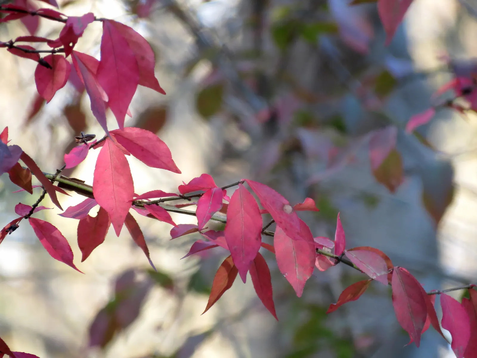 Winged Euonymus Or Burning Bush (Euonymus Alatus) — and while it can be pruned to shape; excellent for hedging or as a focal point in temperate landscapes