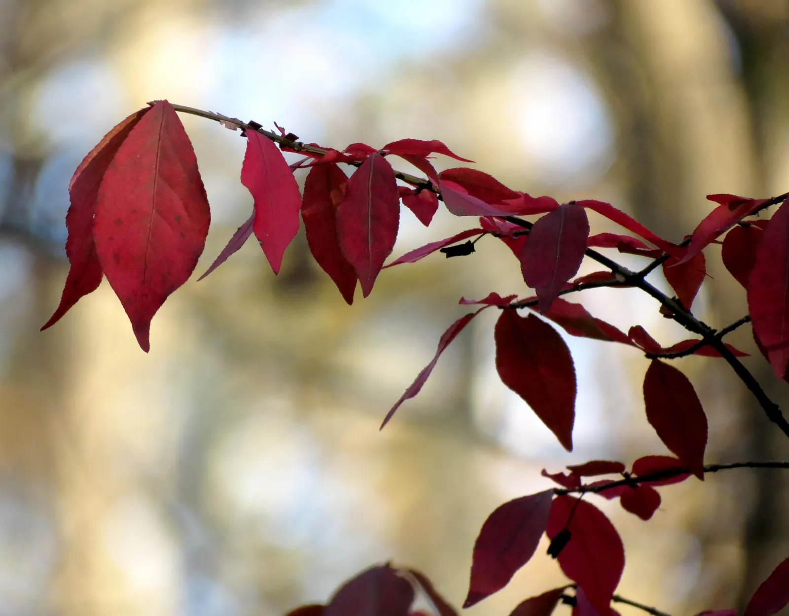 Winged Euonymus Or Burning Bush (Euonymus Alatus) — commonly known as Burning Bush; which feature corky ridges