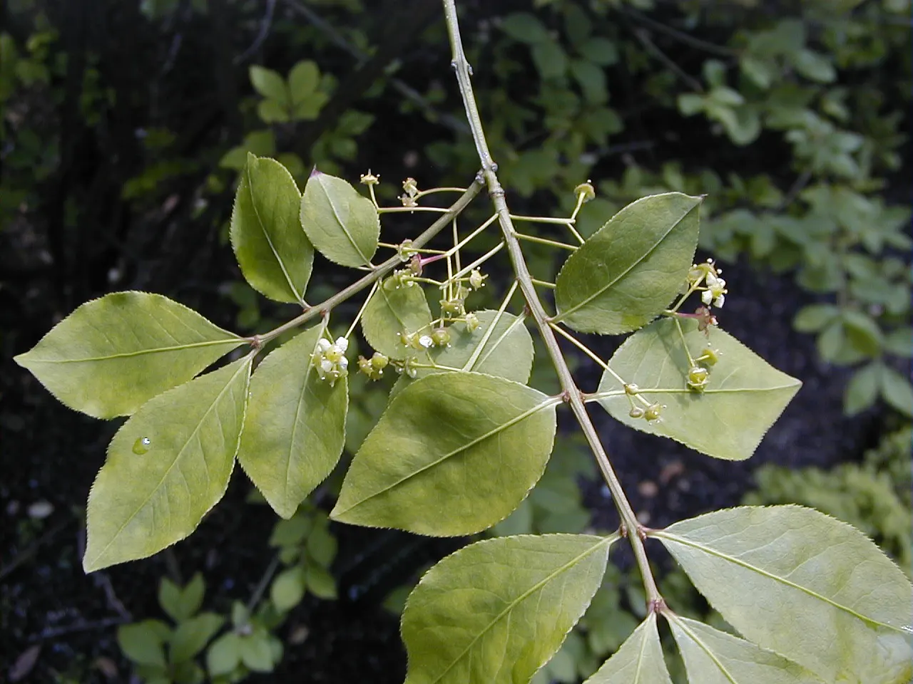 Winged Euonymus Or Burning Bush (Euonymus Alatus) — this plant should be afforded full to partial sunlight to encourage the most vibrant leaf color