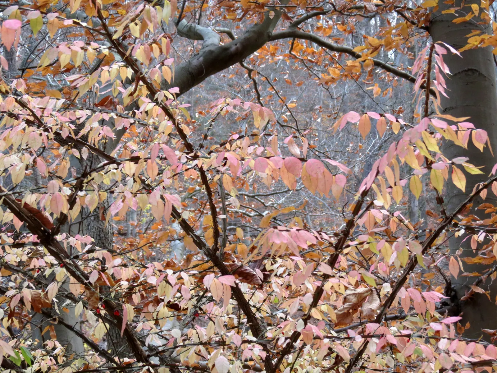 Winged Euonymus Or Burning Bush (Euonymus Alatus) — It adapts to a variety of soil types but thrives in well-drained; the shrub\'s leaves are a, image 74