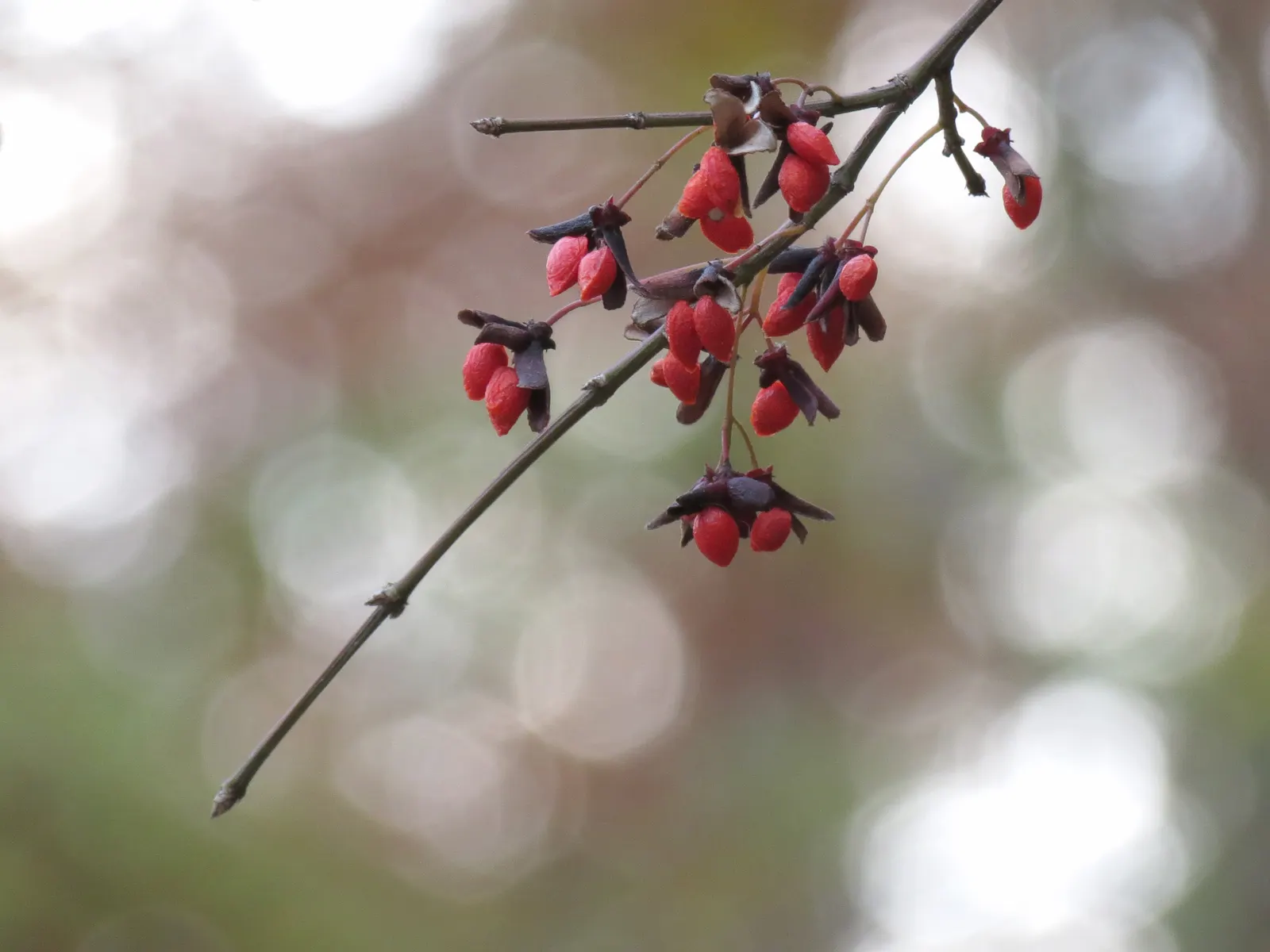 Winged Euonymus Or Burning Bush (Euonymus Alatus) — shrub with yellow blooms
