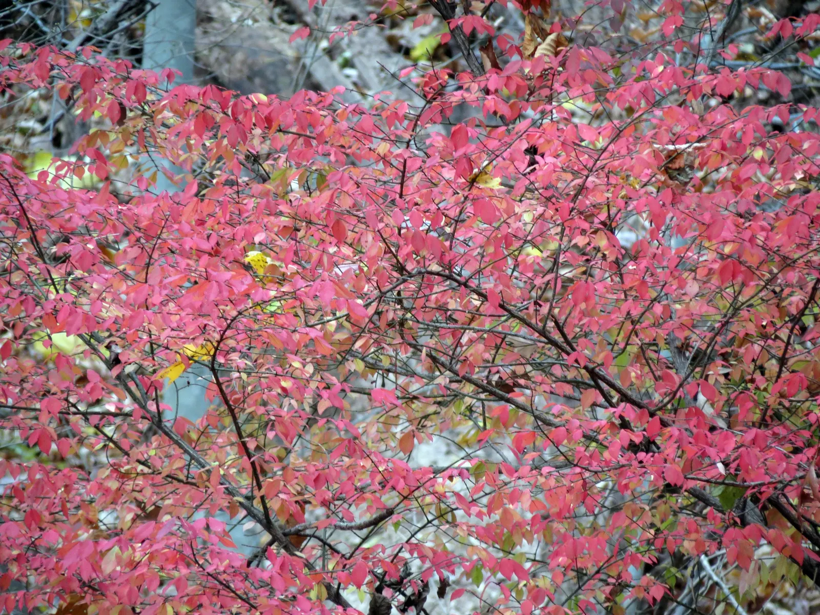 Winged Euonymus Or Burning Bush (Euonymus Alatus) — which feature corky ridges