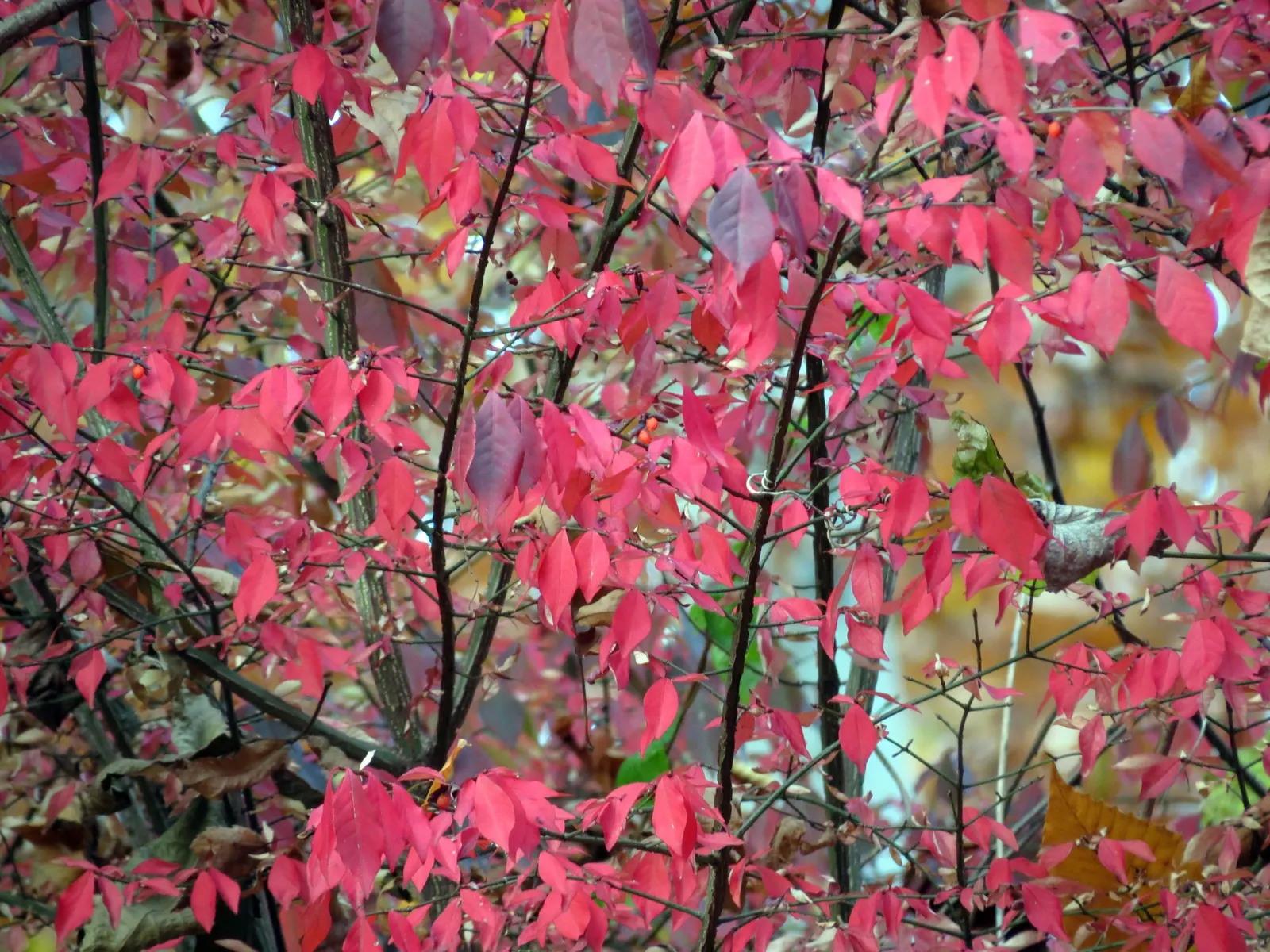 Winged Euonymus Or Burning Bush (Euonymus Alatus) — shrub with yellow blooms; care must be taken to not prune it heavily, image 86
