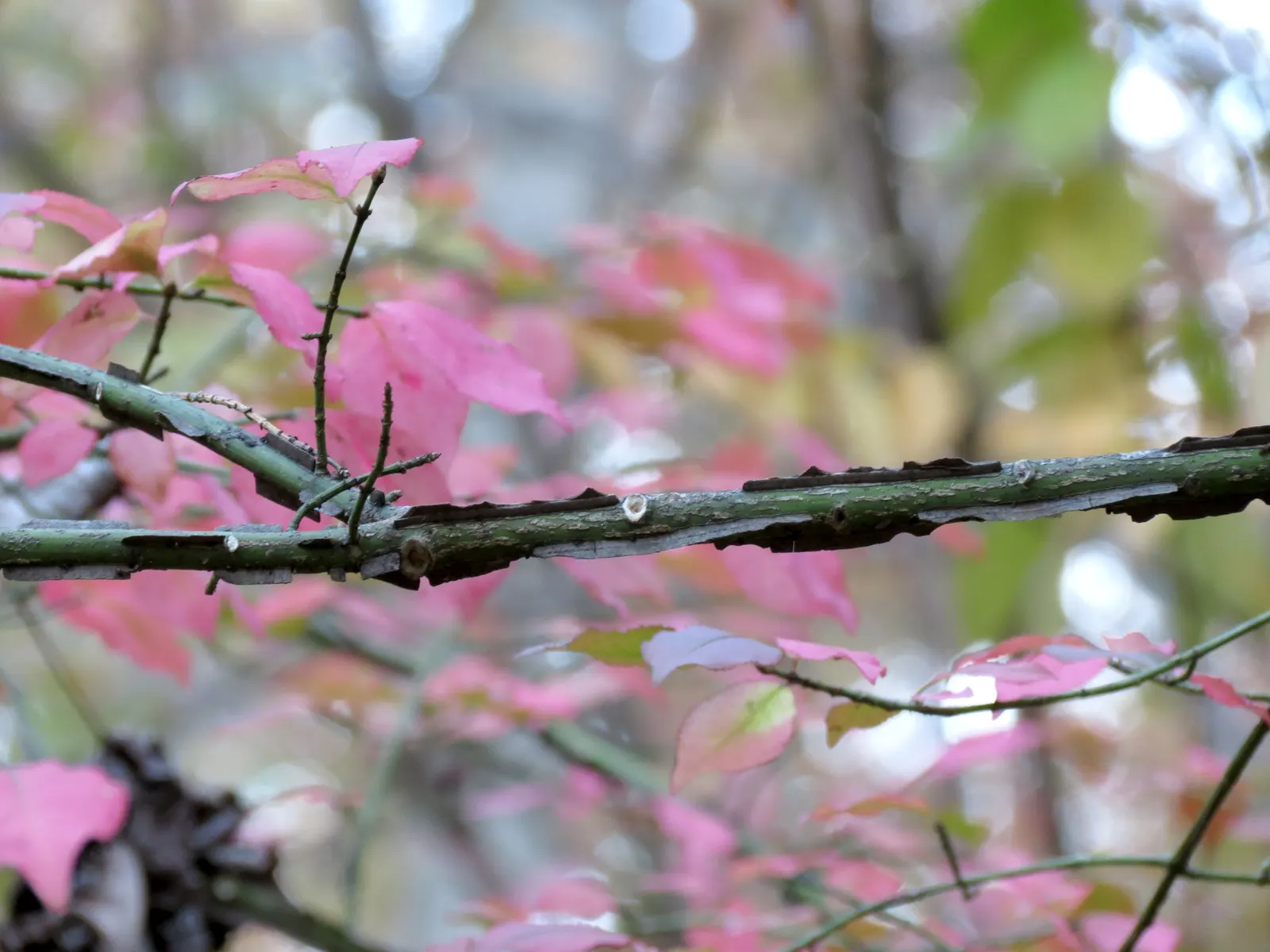 Winged Euonymus Or Burning Bush (Euonymus Alatus) — Its unique appeal is due to the "winged" appearance of its stems; is a deciduous shrub renowned, image 68