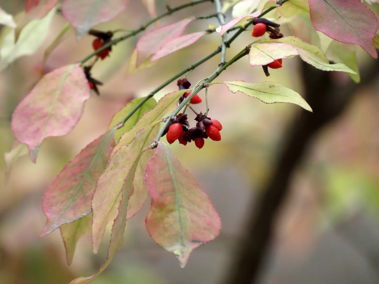Winged Euonymus Or Burning Bush (Euonymus Alatus) — which may impede its spectacular fall display; spring is the best time for pruning, image 78