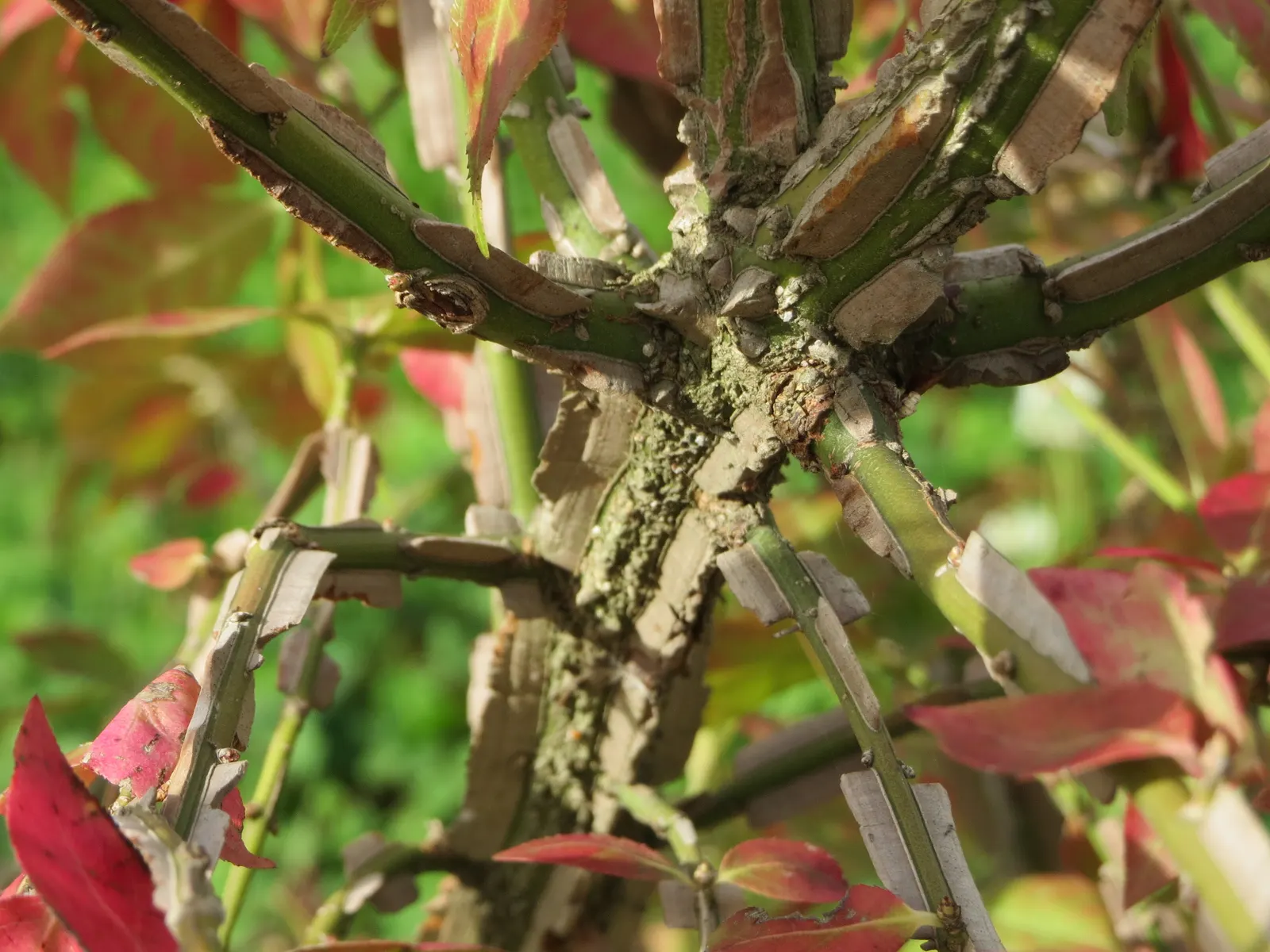 Winged Euonymus Or Burning Bush (Euonymus Alatus) — shrub for full or half; requiring responsible management