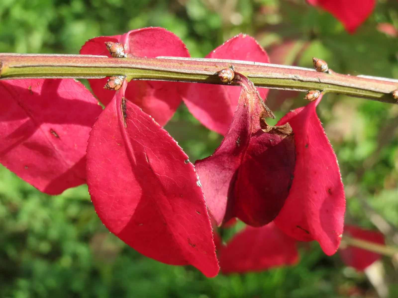 Winged Euonymus Or Burning Bush (Euonymus Alatus) — yellow flowers in the garden; providing visual interest even in the dormant winter months