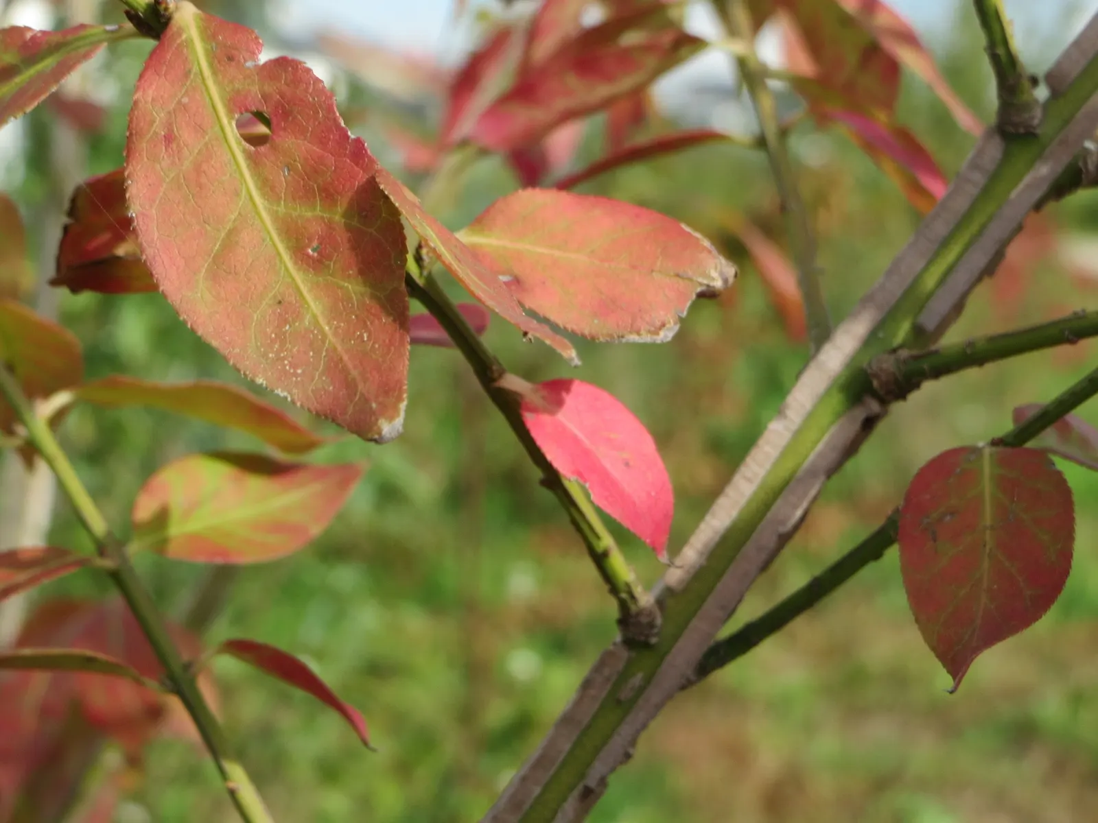 Winged Euonymus Or Burning Bush (Euonymus Alatus) — Plant in full sun to partial shade and well-drained soil; is renowned for its vivid fiery red, image 92