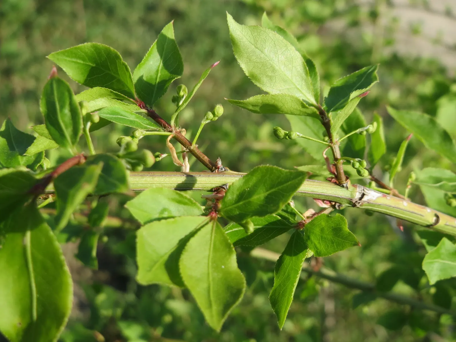 Winged Euonymus Or Burning Bush (Euonymus Alatus) — inconspicuous flowers give way to red fruits that attract birds; typical mature specimens reach, image 81