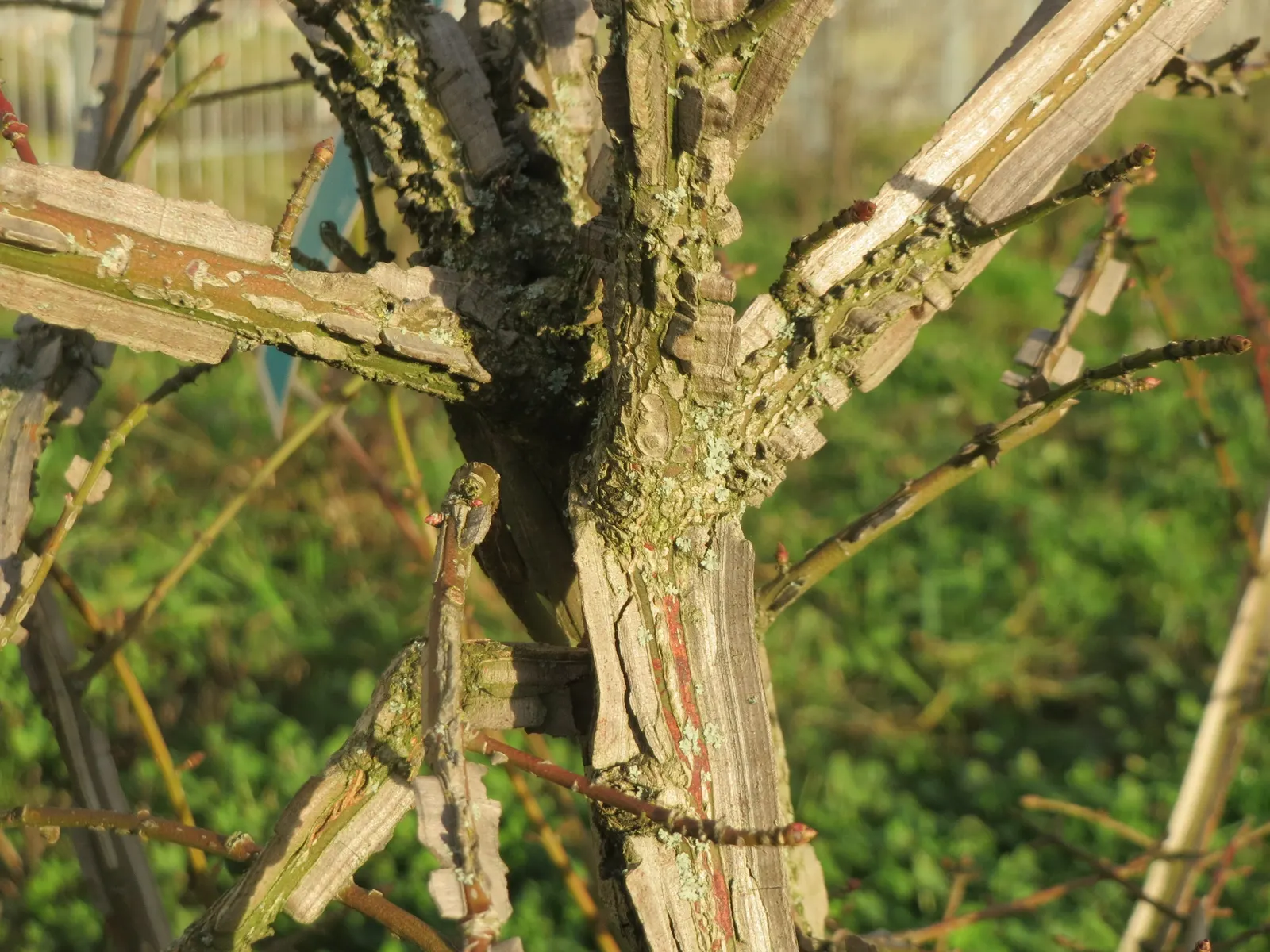 Winged Euonymus Or Burning Bush (Euonymus Alatus) — Spring is the best time for pruning activities.<br><br>In the growing season; shrub with yellow, image 79