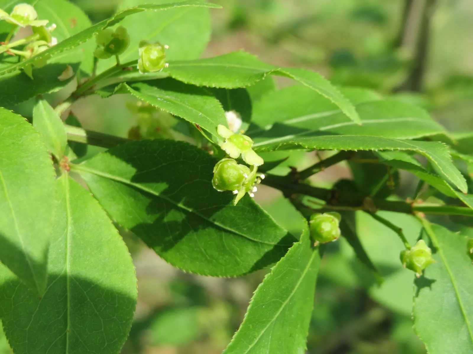 Winged Euonymus Or Burning Bush (Euonymus Alatus) — loamy soils with a slightly acidic to neutral pH; shrub for full or half