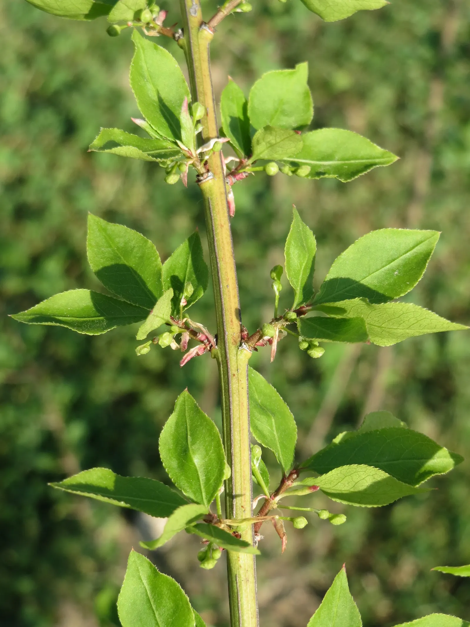 Winged Euonymus Or Burning Bush (Euonymus Alatus) — the shrub\'s leaves are a lush green; minimal maintenance required; prune to shape and control size