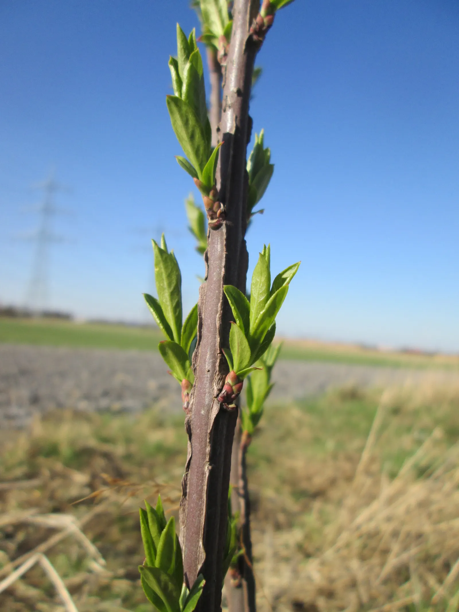 Winged Euonymus Or Burning Bush (Euonymus Alatus) — providing visual interest even in the dormant winter months
