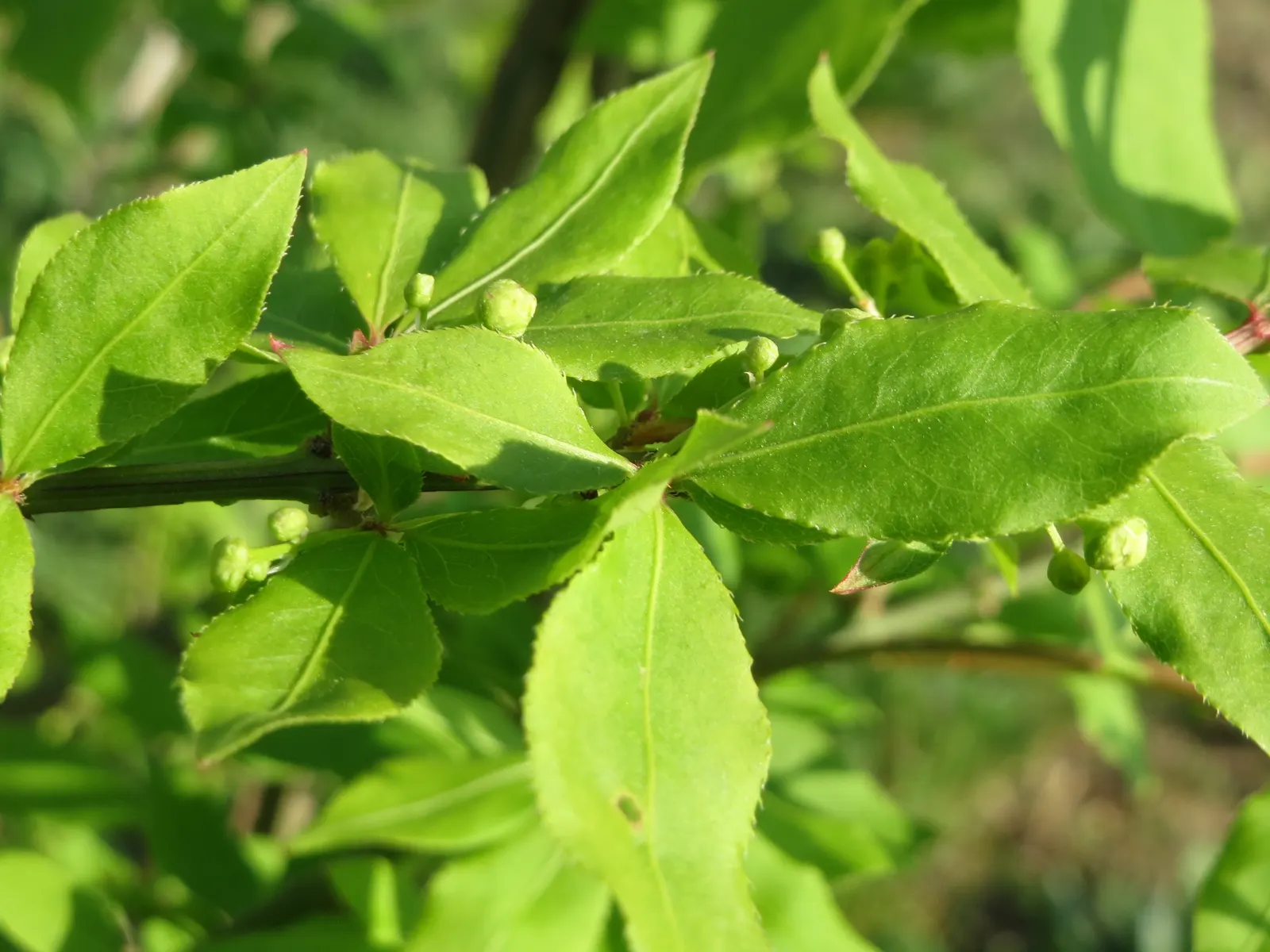 Winged Euonymus Or Burning Bush (Euonymus Alatus) — Winged Euonymus (Euonymus alatus)